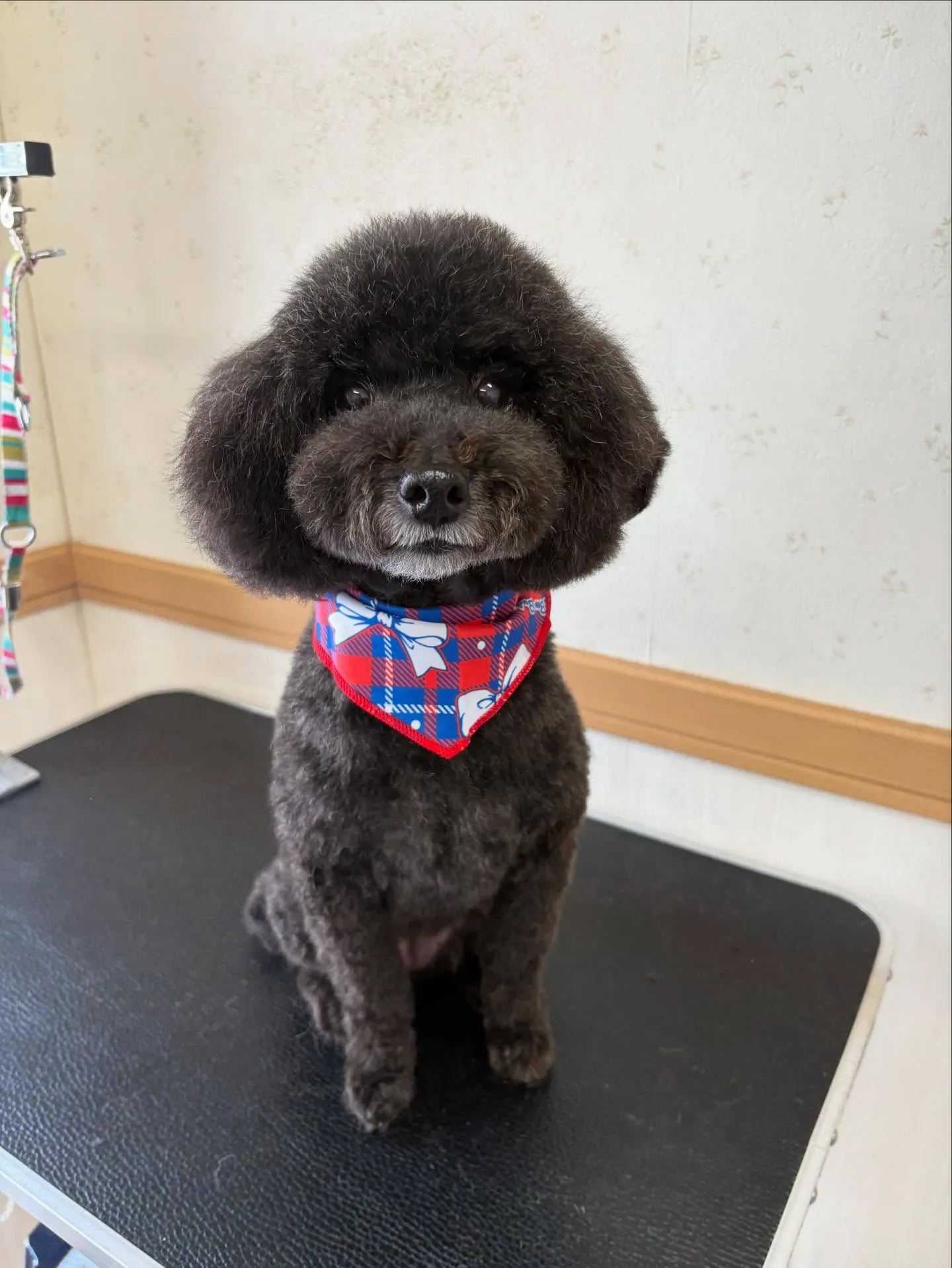 犬のトリミング✂️