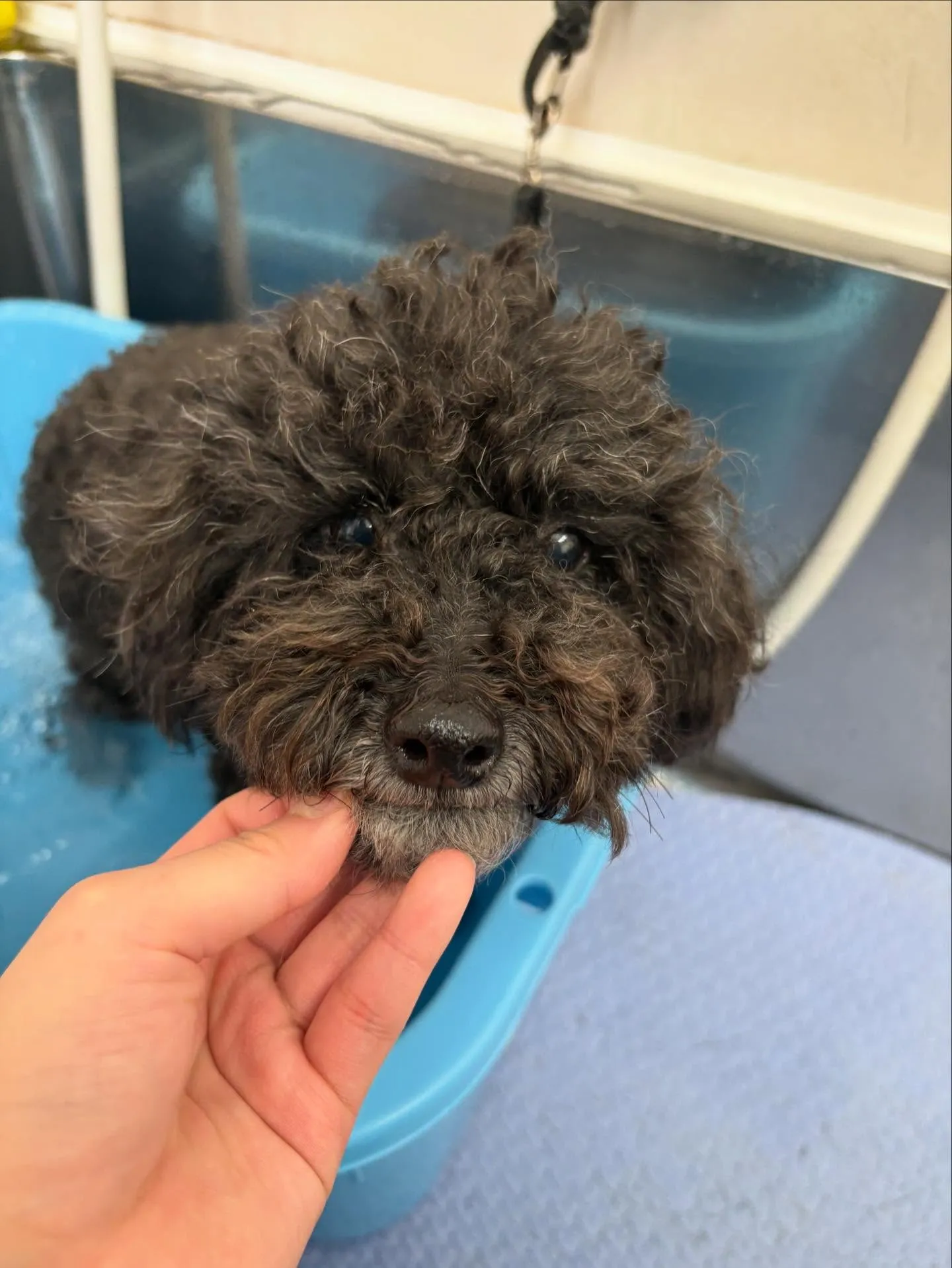 犬のトリミング✂️