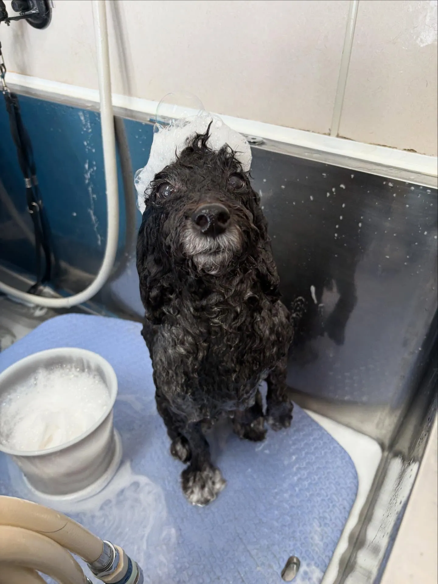 犬のトリミング✂️