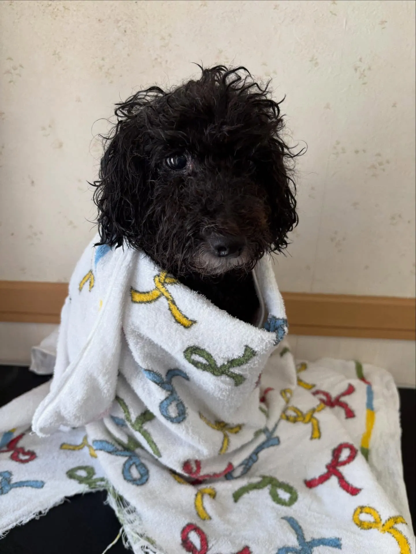 犬のトリミング✂️