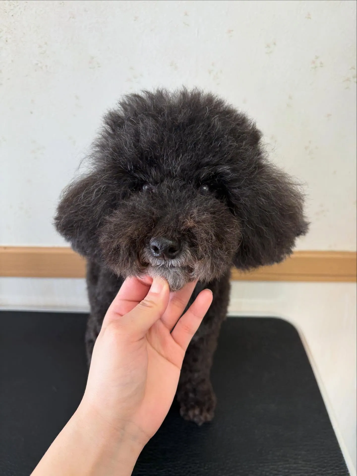 犬のトリミング✂️