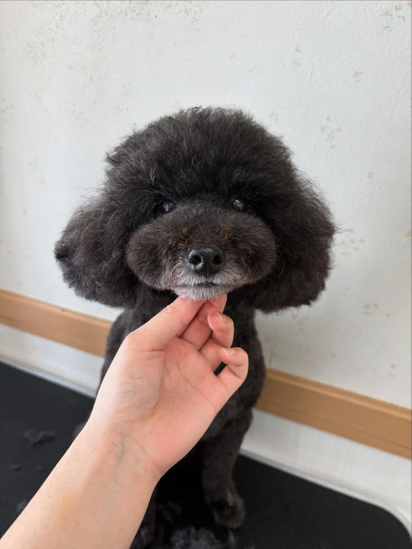 犬のトリミング✂️