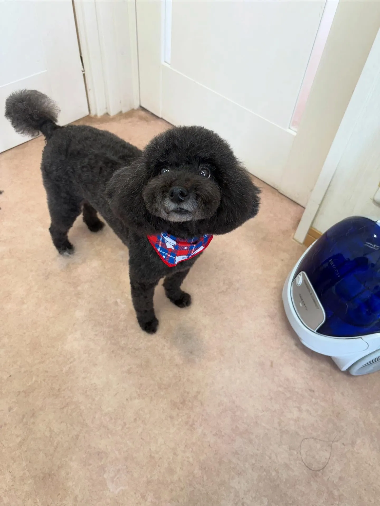 犬のトリミング✂️