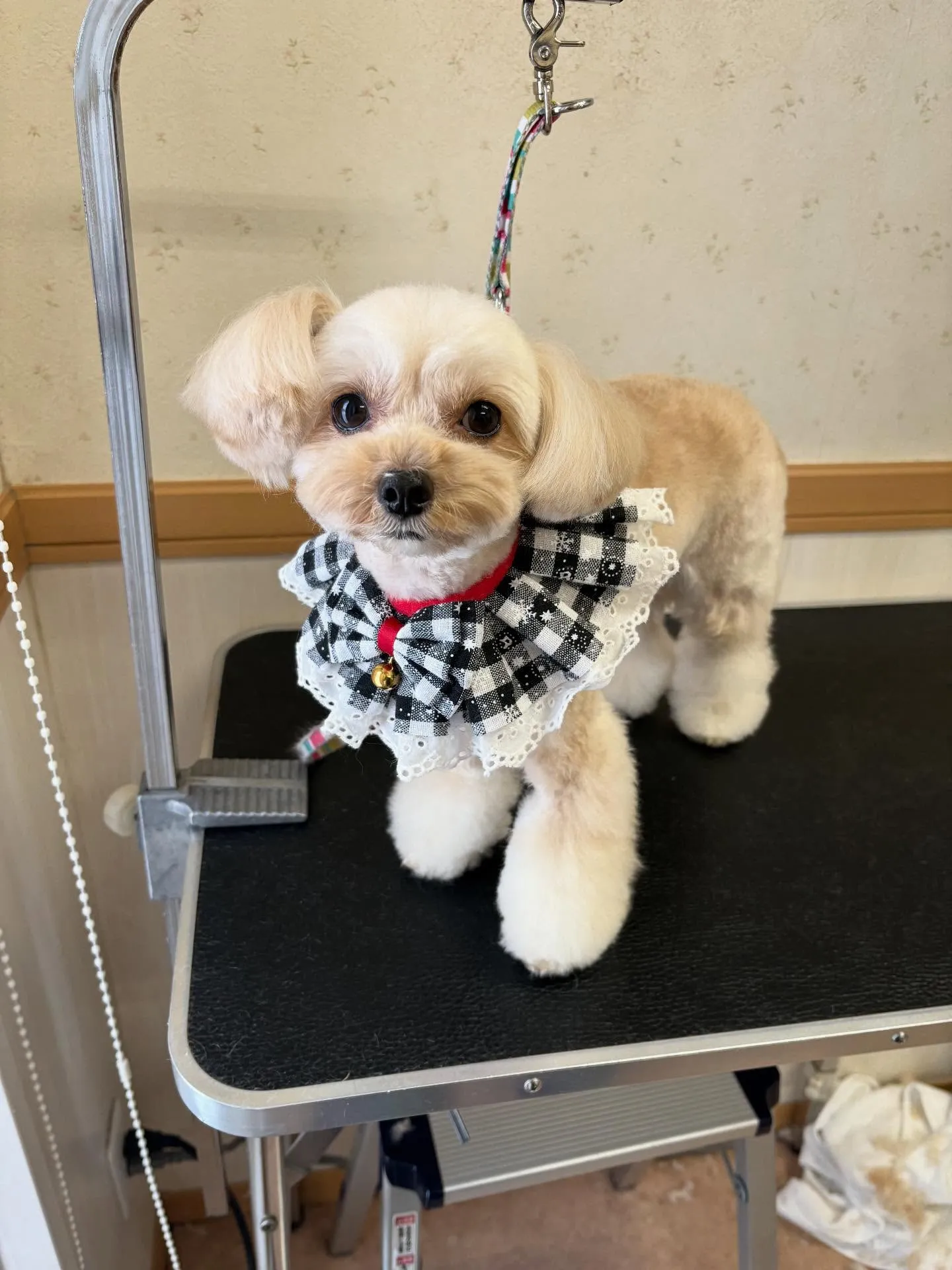 犬のトリミング✂️