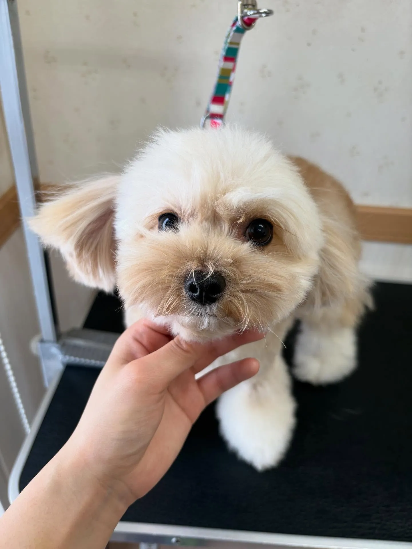 犬のトリミング✂️