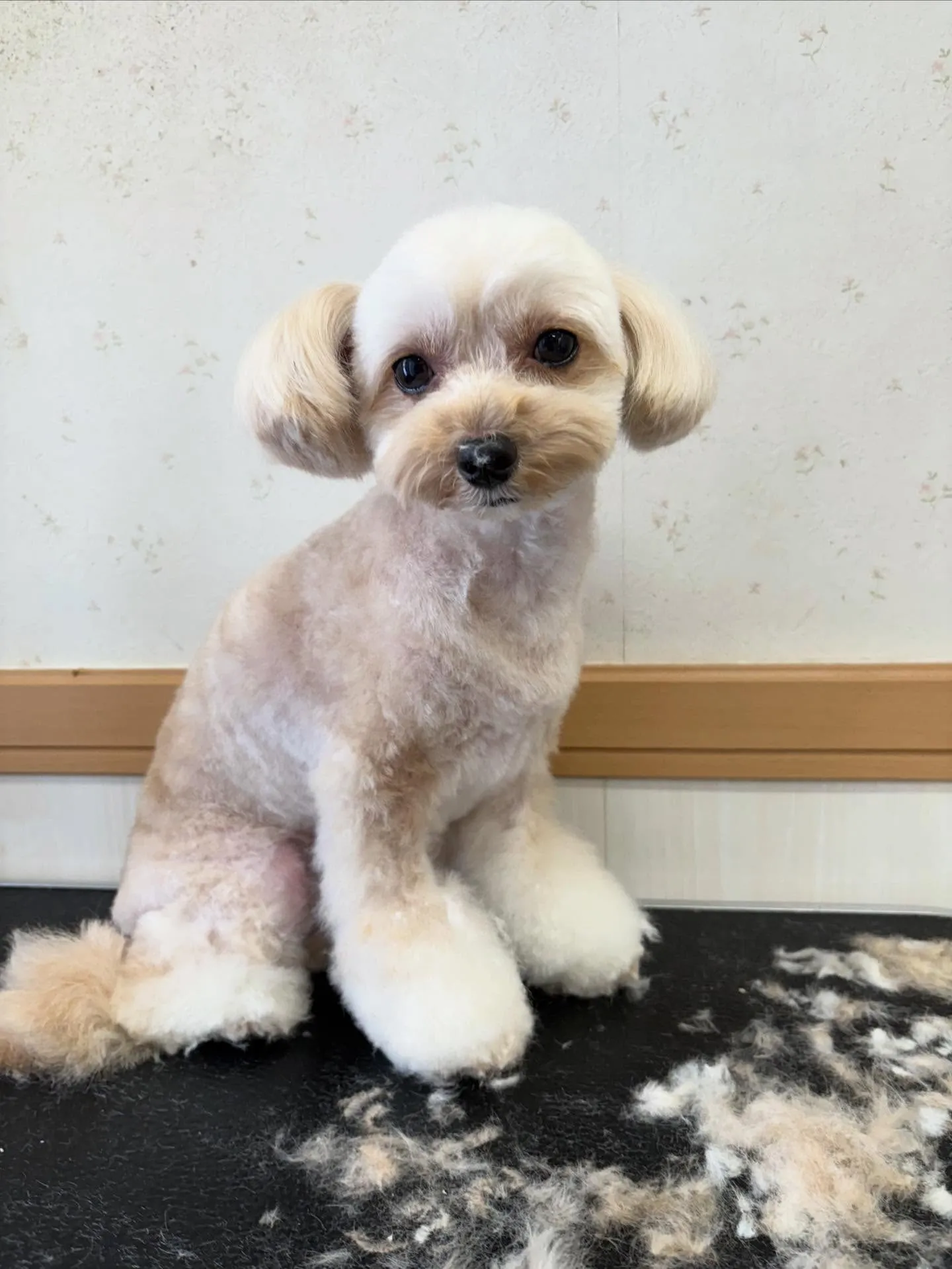 犬のトリミング✂️