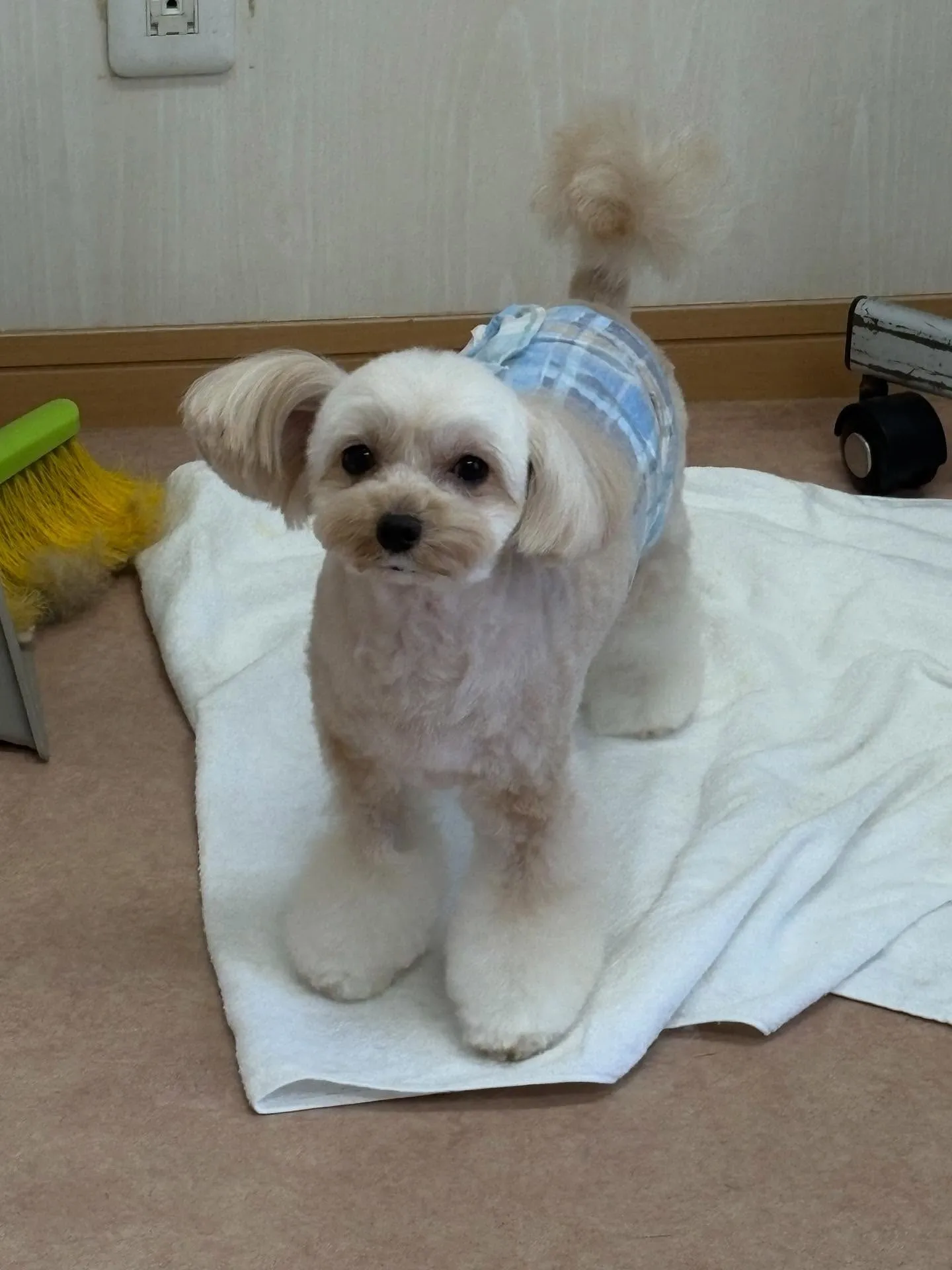 犬のトリミング✂️