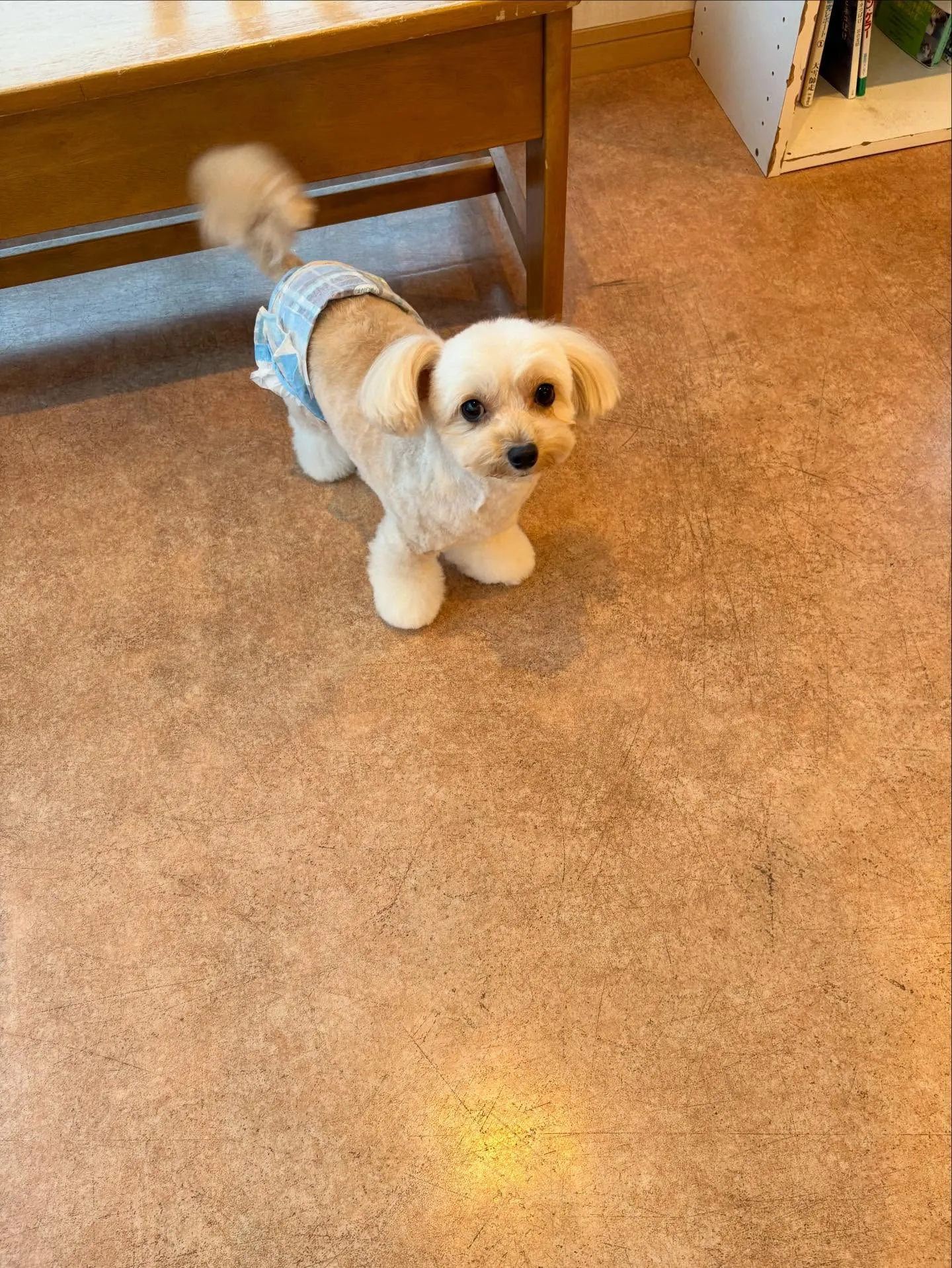 犬のトリミング✂️