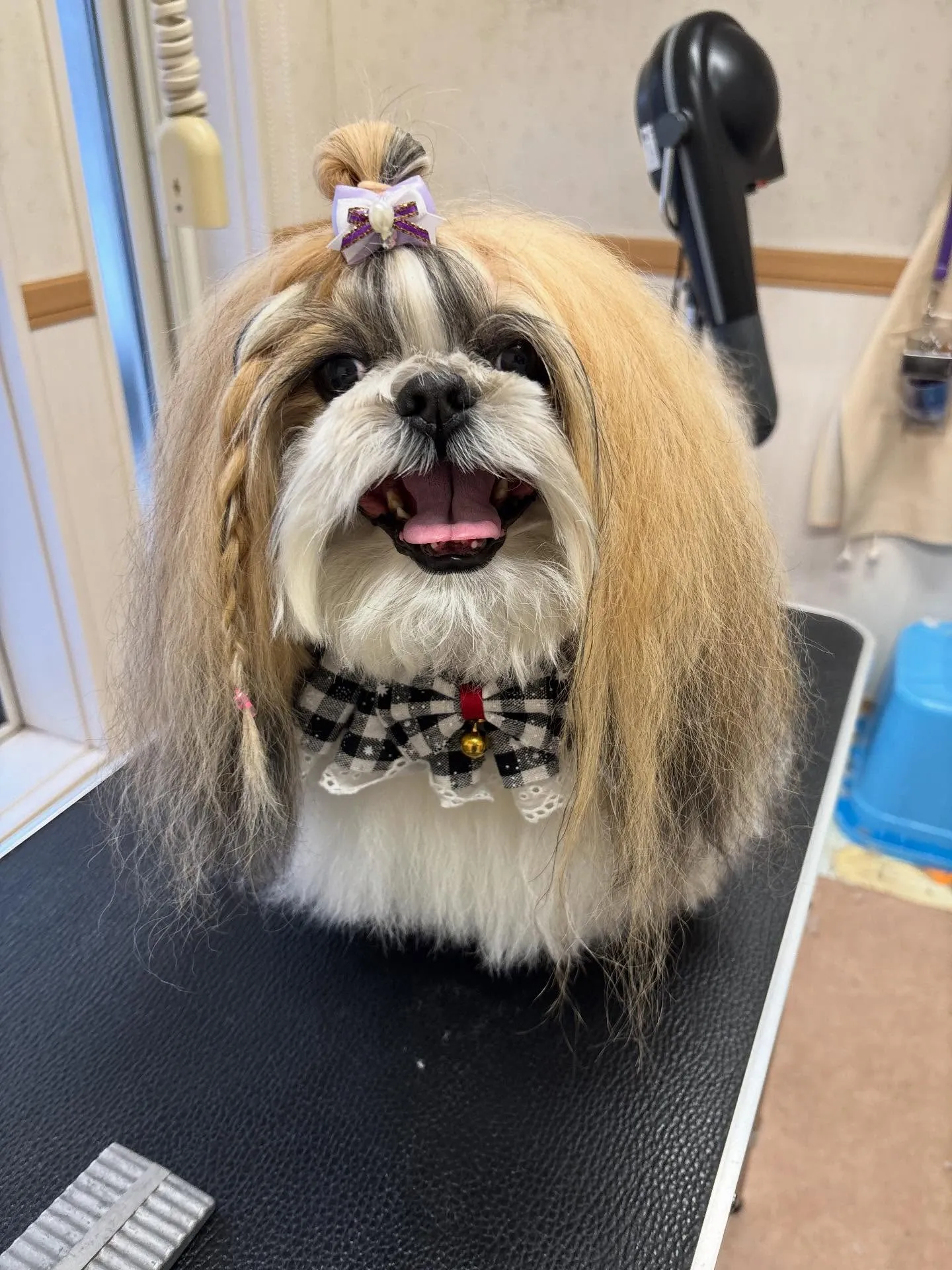 犬のシャンプー🫧