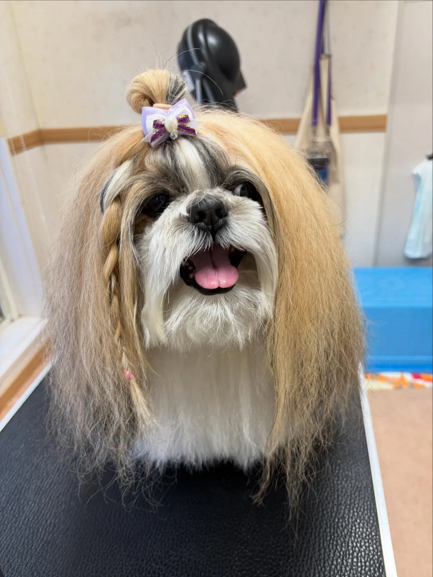 犬のシャンプー🫧