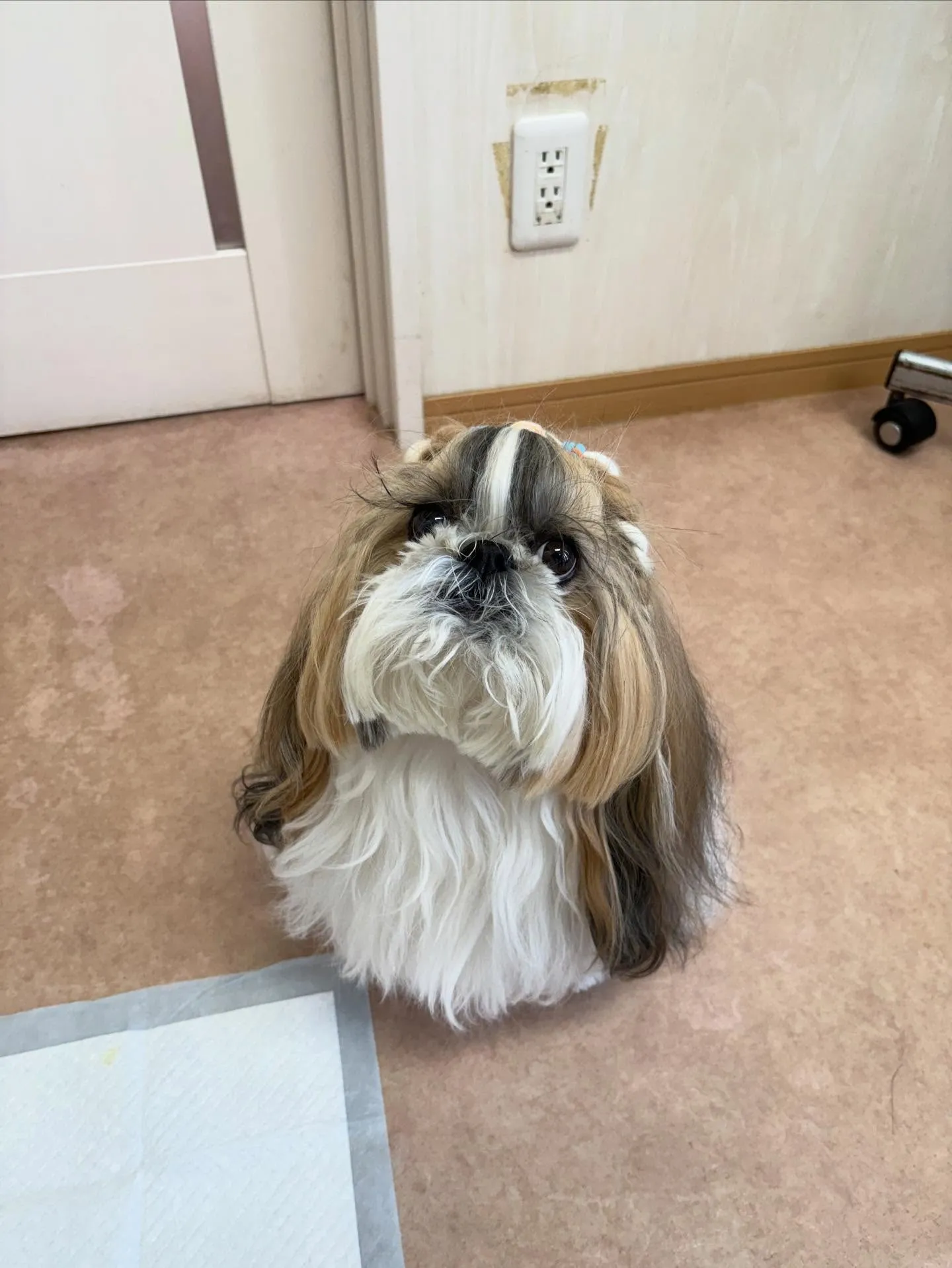 犬のシャンプー🫧