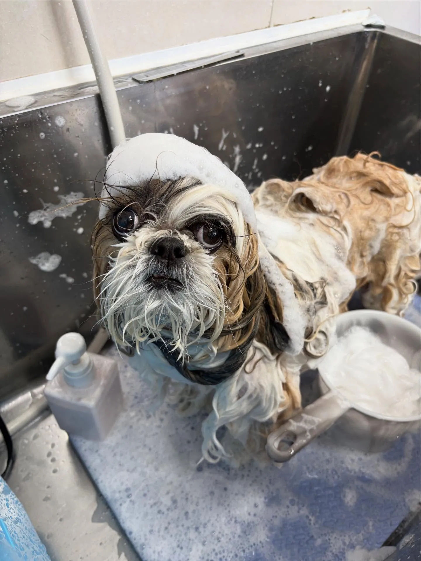 犬のシャンプー🫧