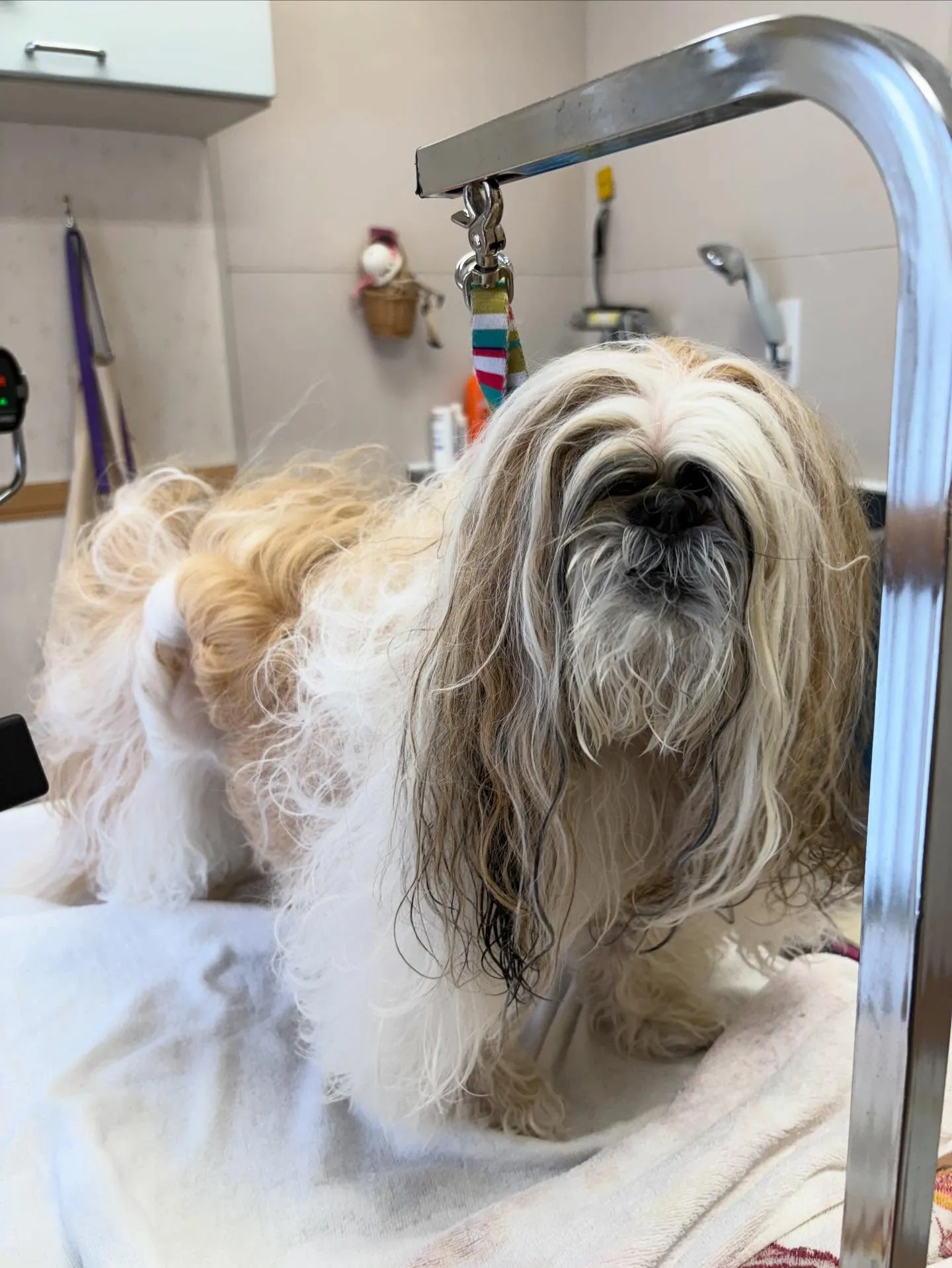 犬のシャンプー🫧