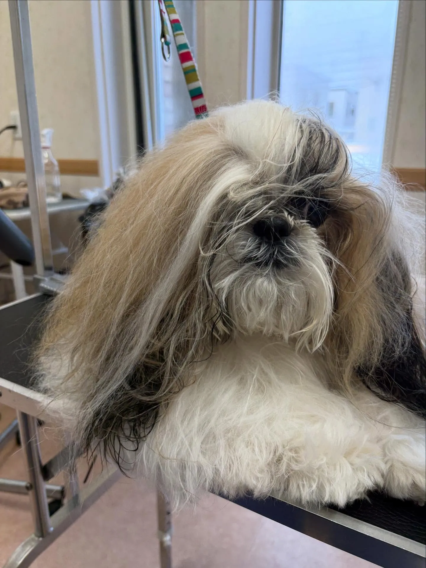 犬のシャンプー🫧