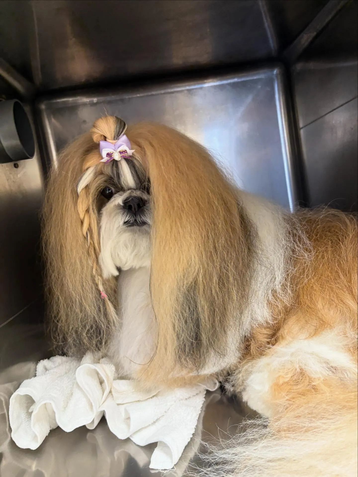 犬のシャンプー🫧