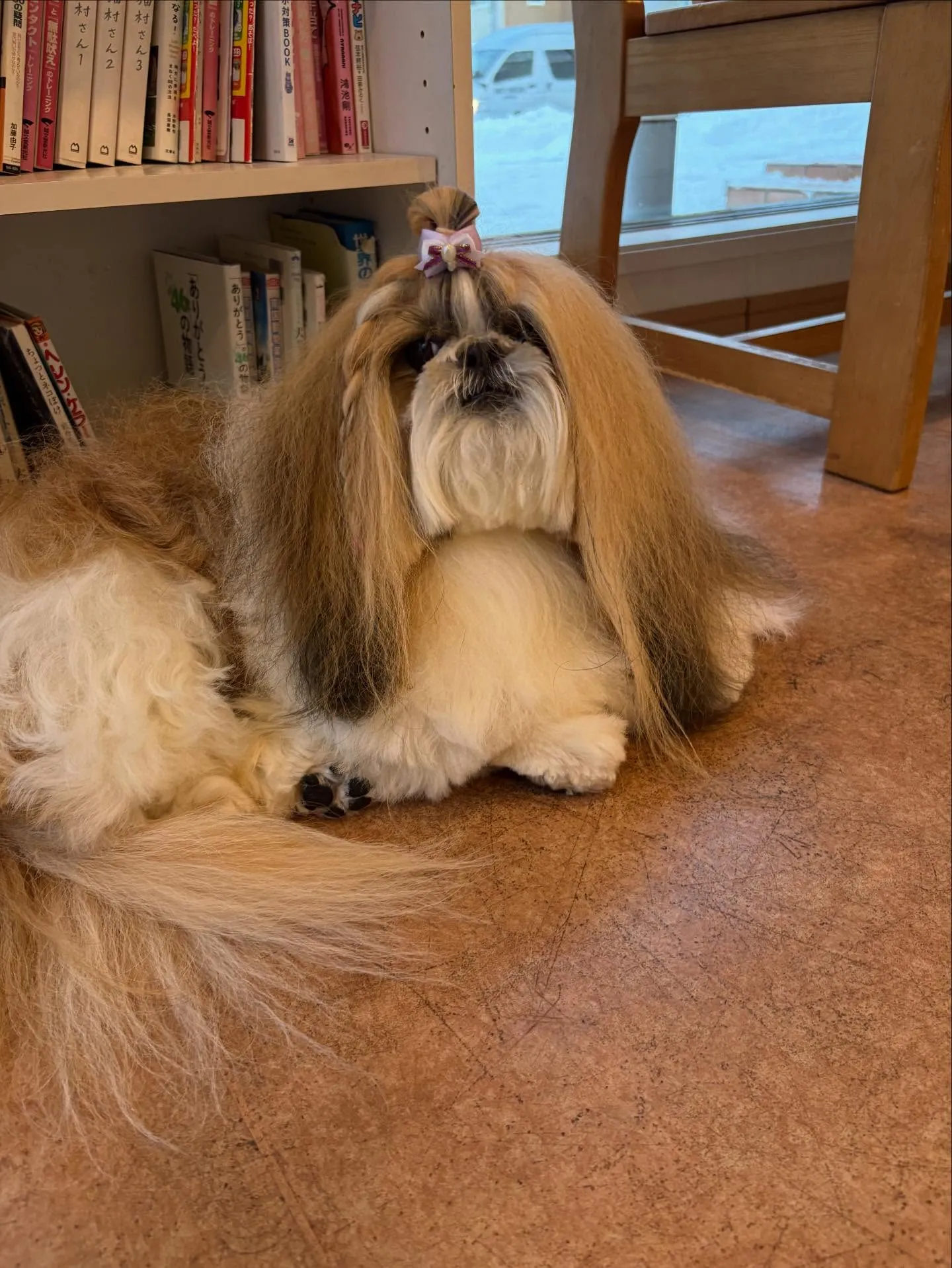 犬のシャンプー🫧