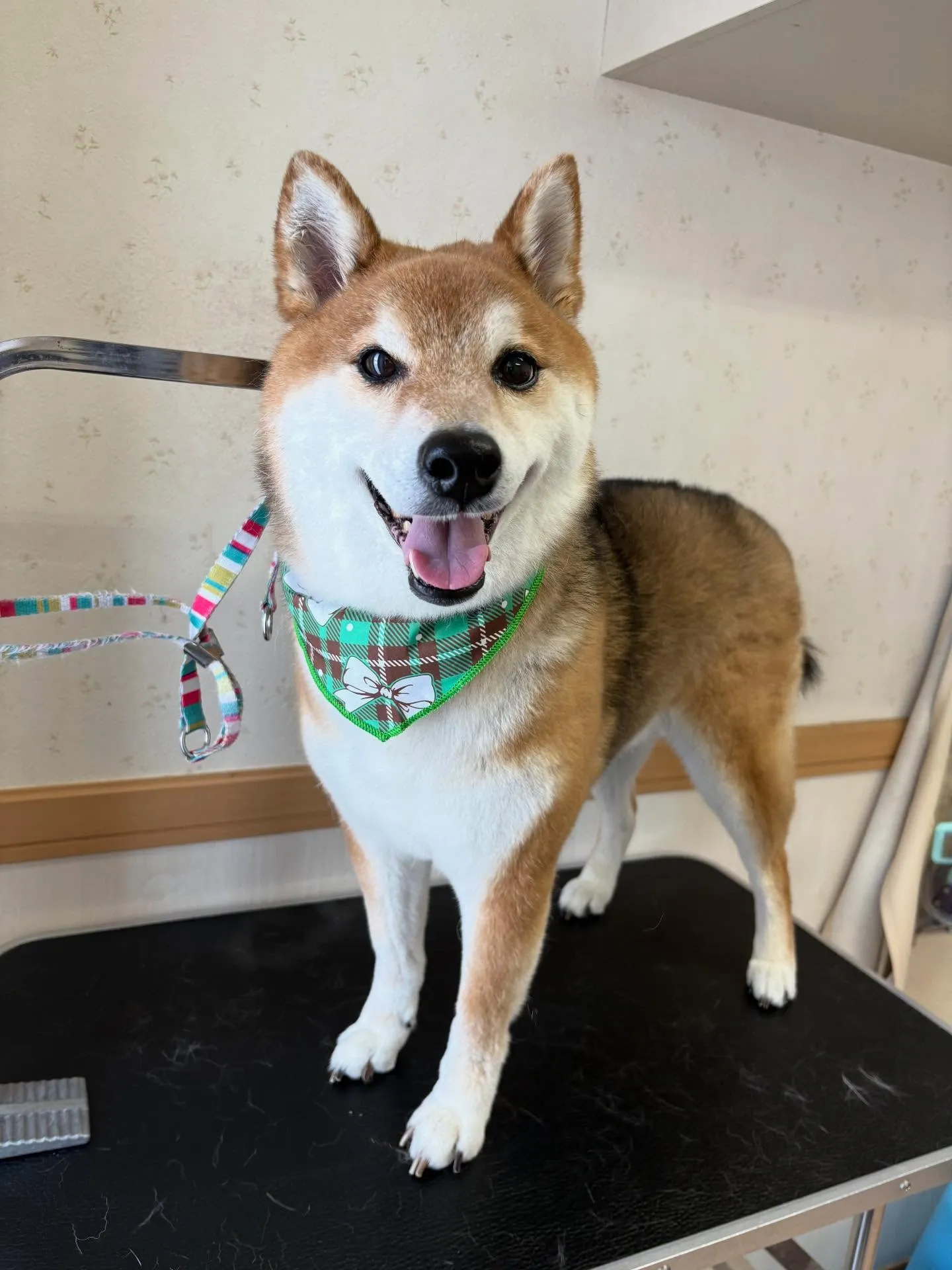 犬のシャンプー🫧