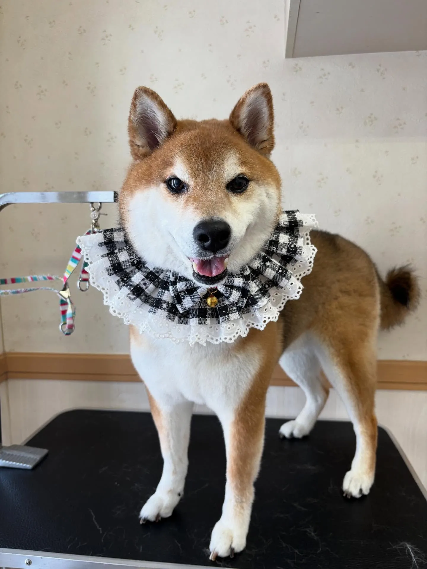 犬のシャンプー🫧