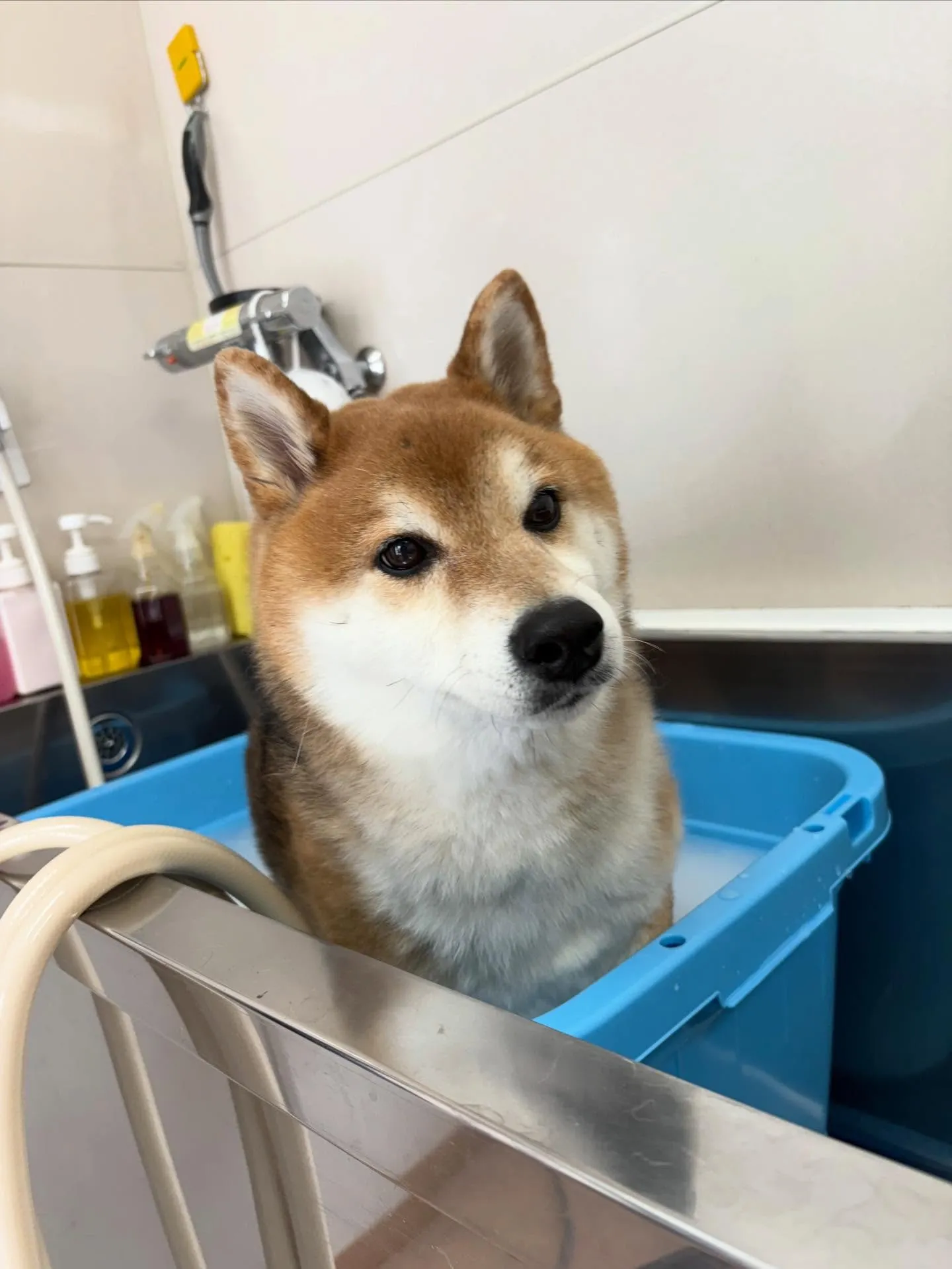 犬のシャンプー🫧