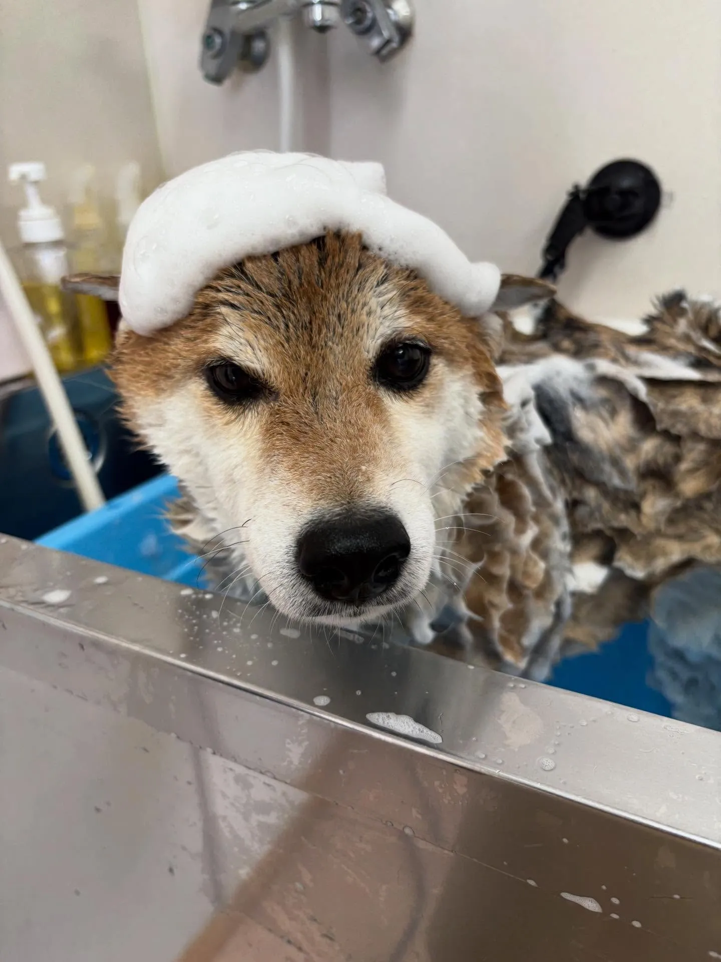 犬のシャンプー🫧