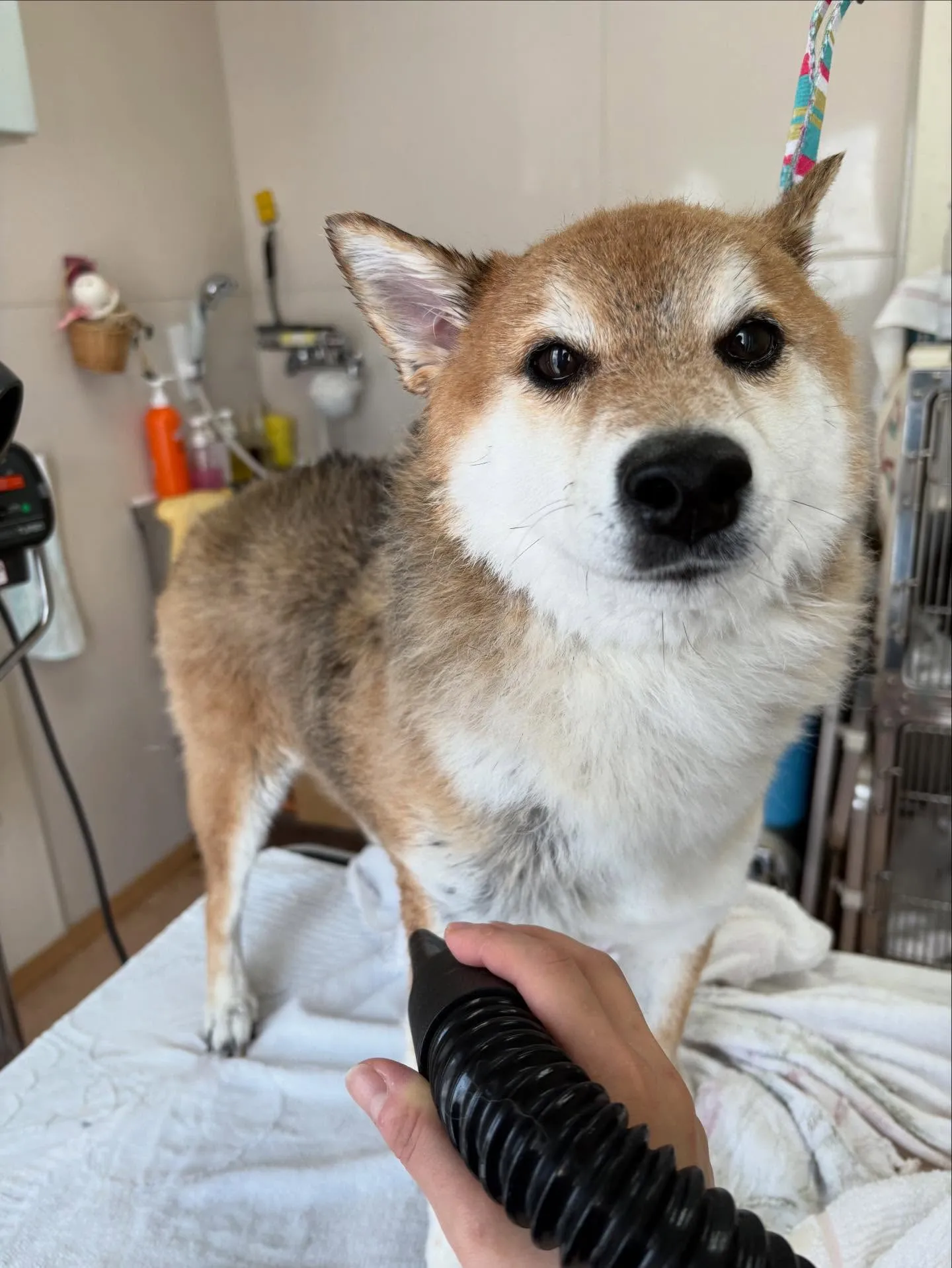 犬のシャンプー🫧