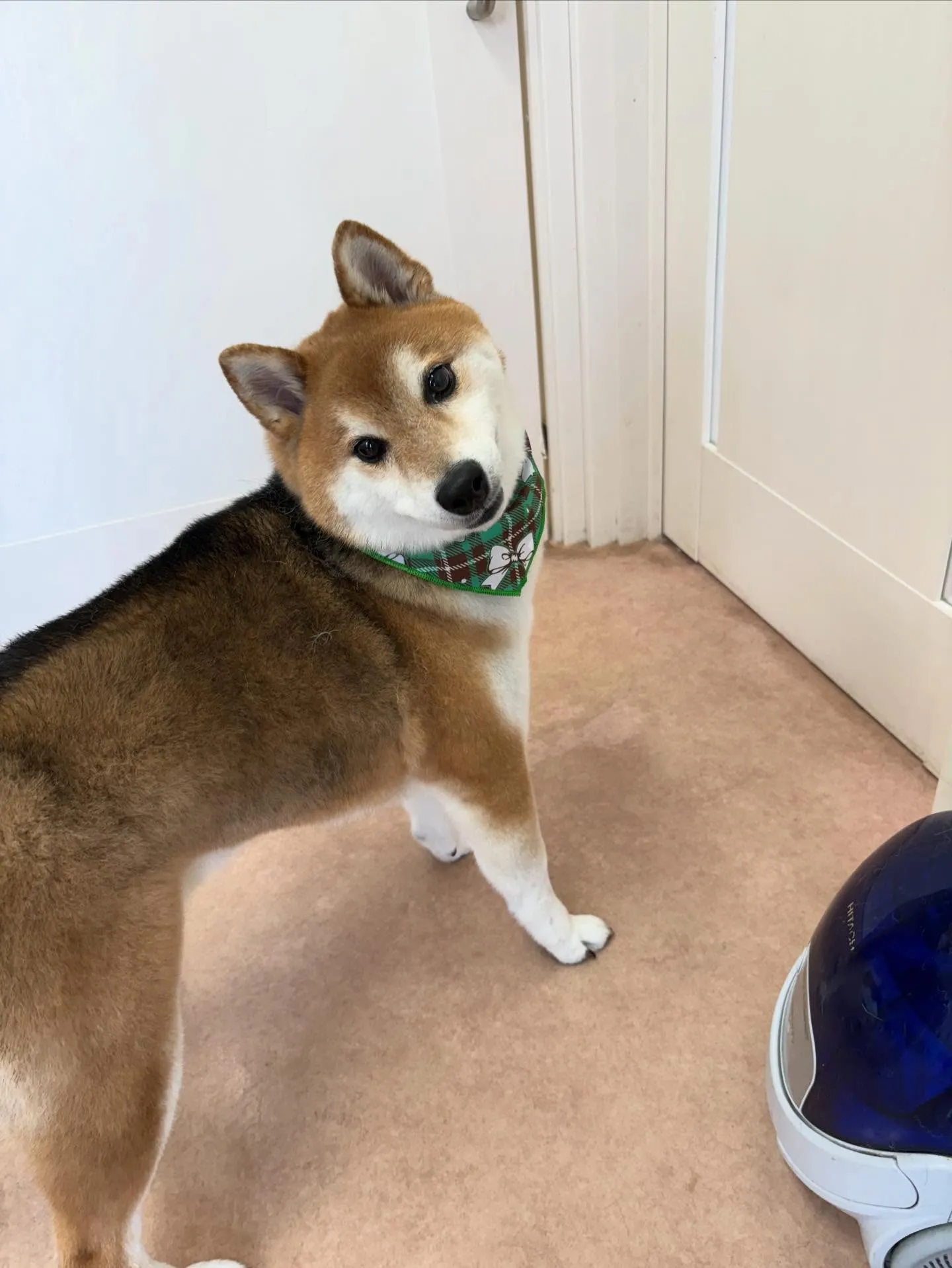 犬のシャンプー🫧