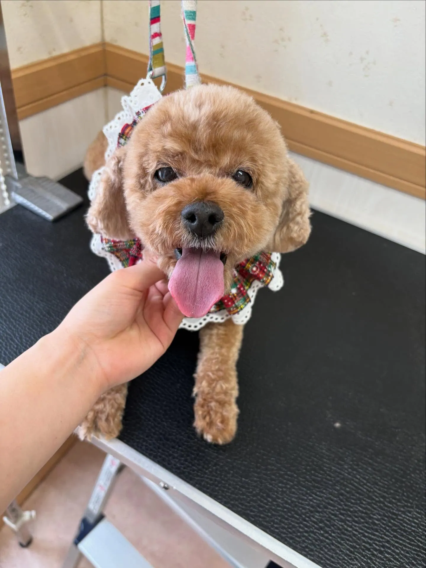 犬のトリミング✂️