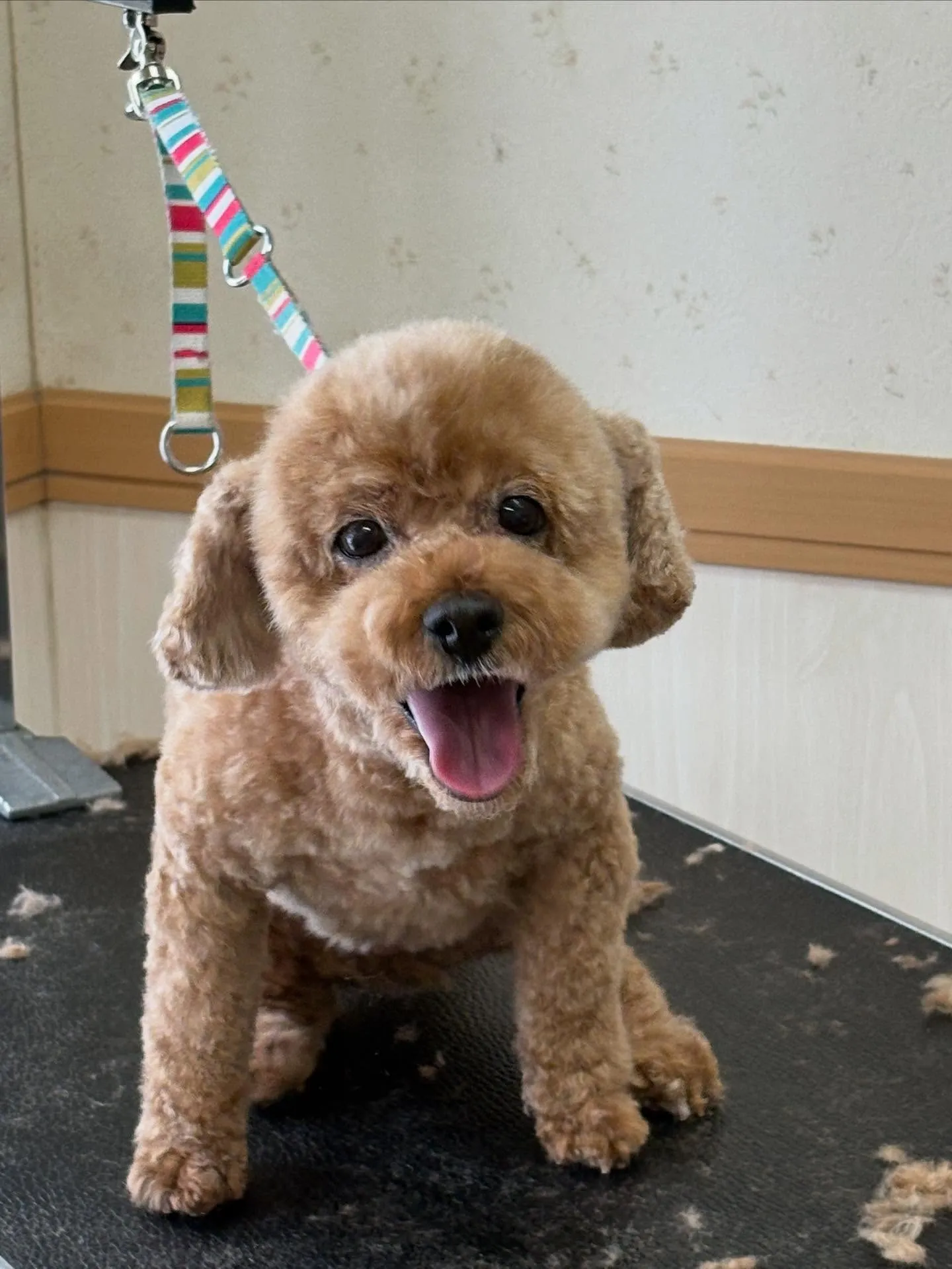 犬のトリミング✂️