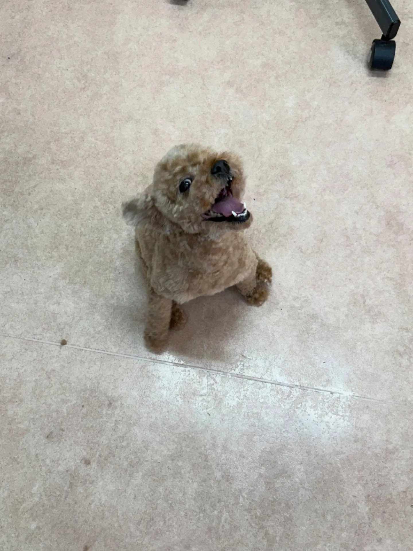 犬のトリミング✂️