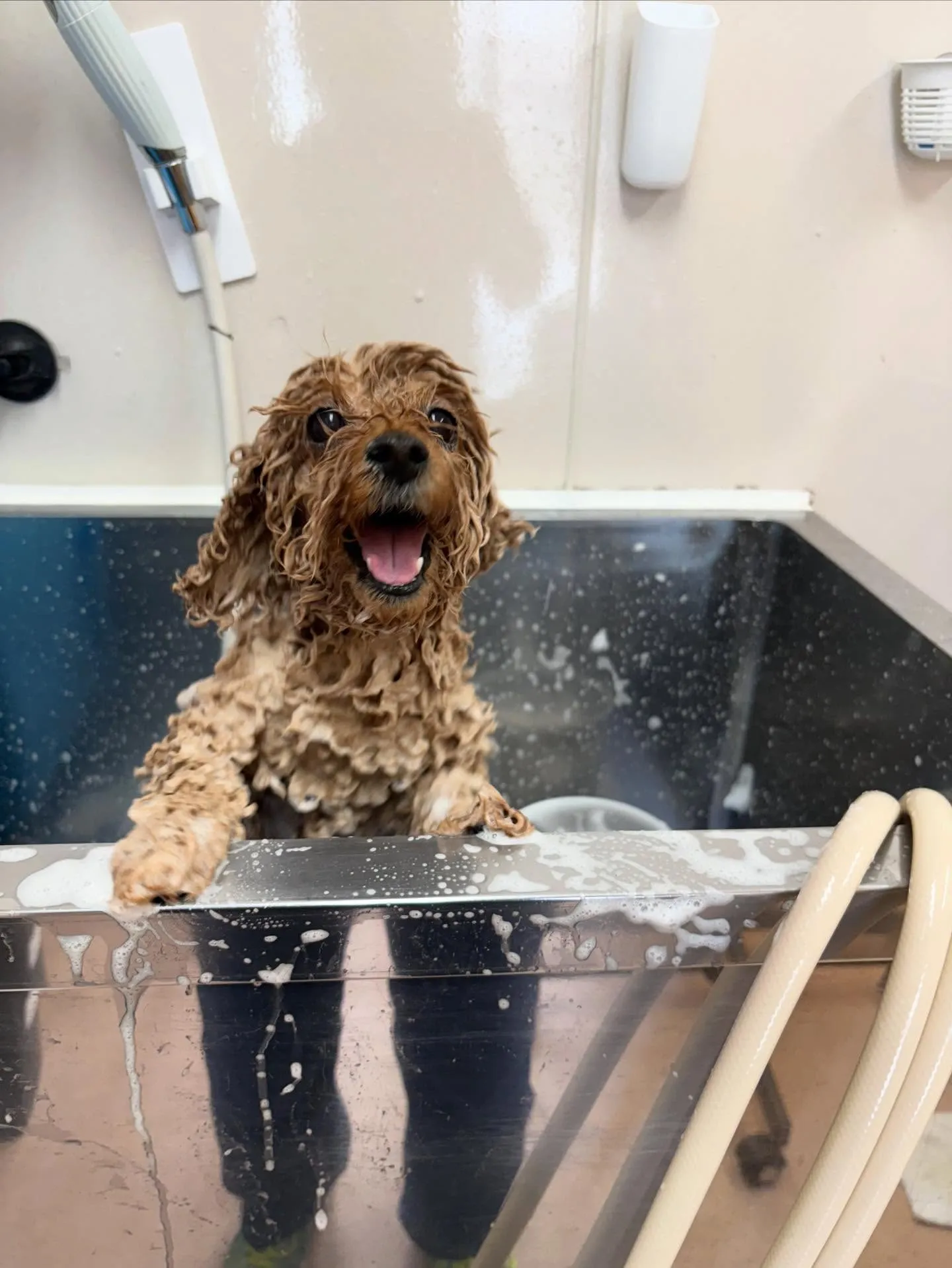 犬のトリミング✂️