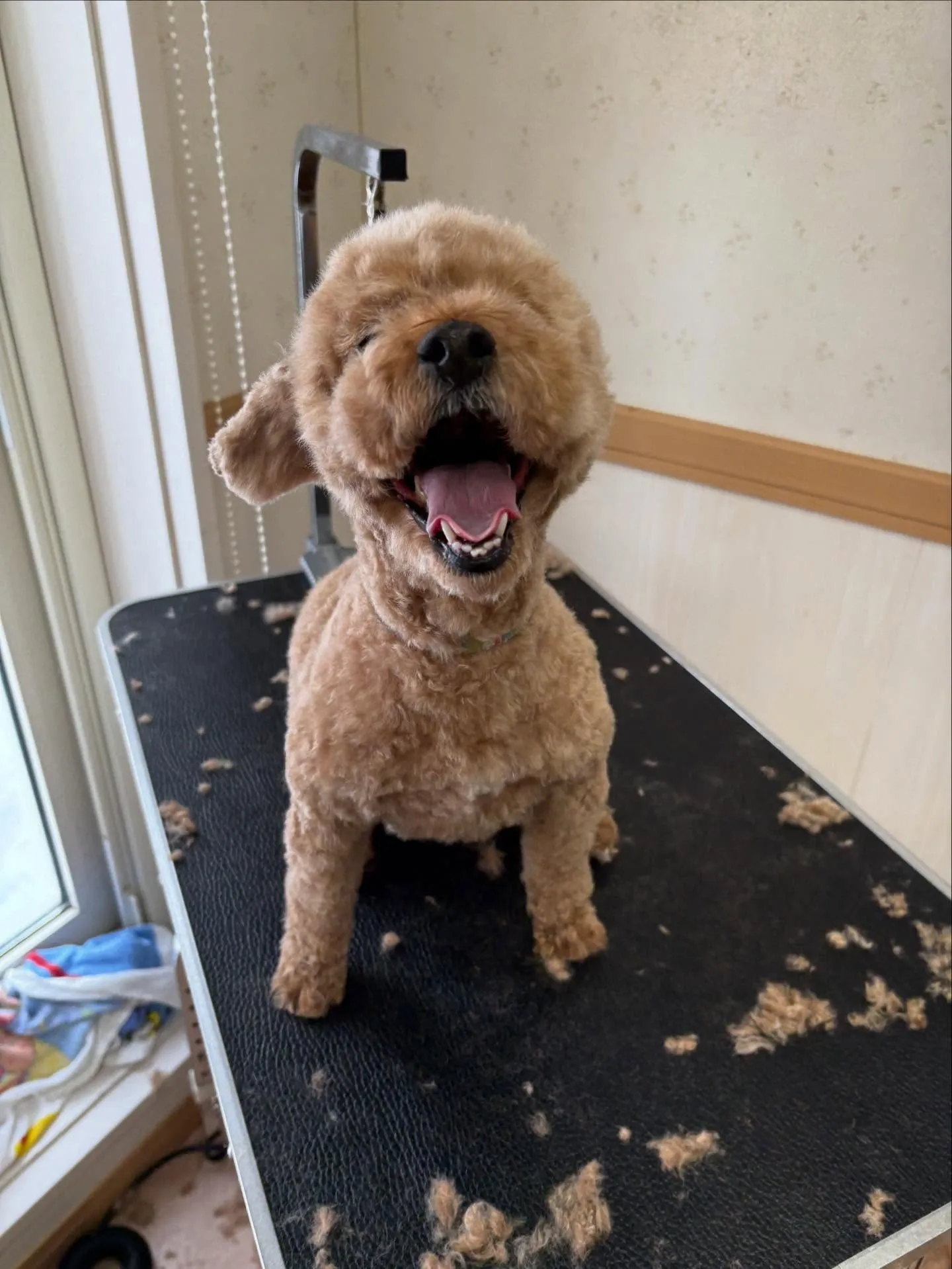 犬のトリミング✂️