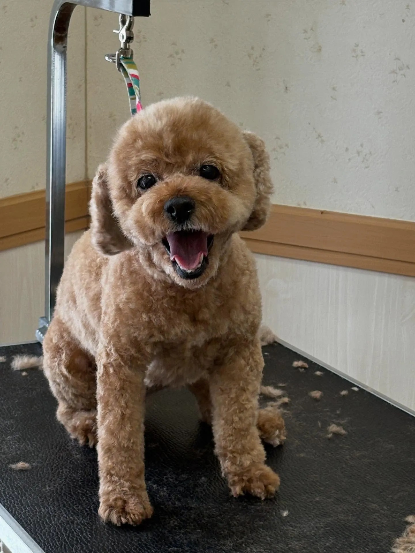 犬のトリミング✂️