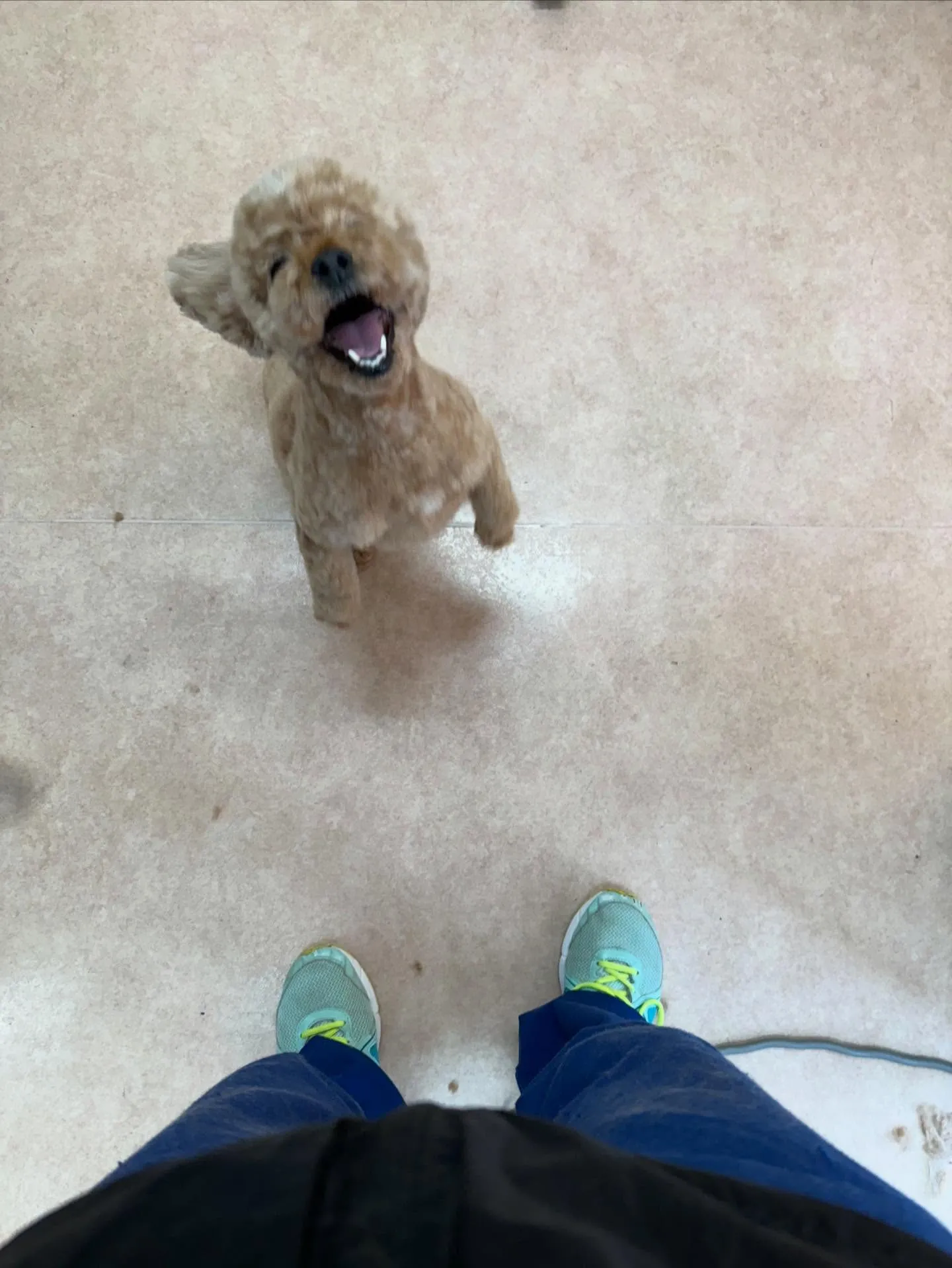 犬のトリミング✂️