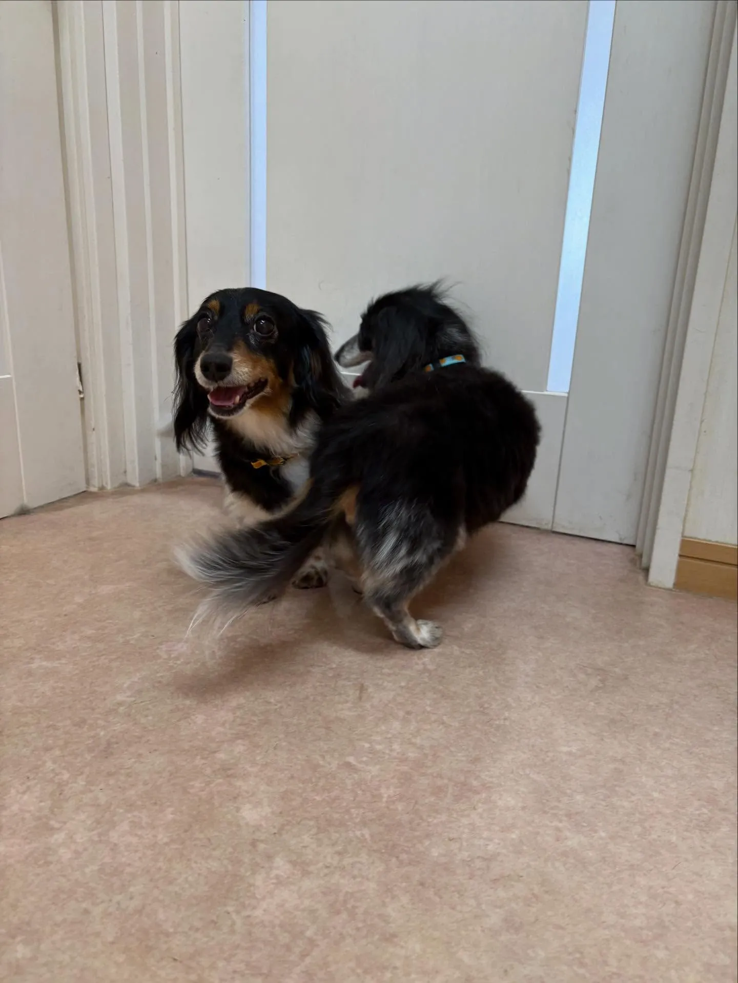 犬のトリミング✂️