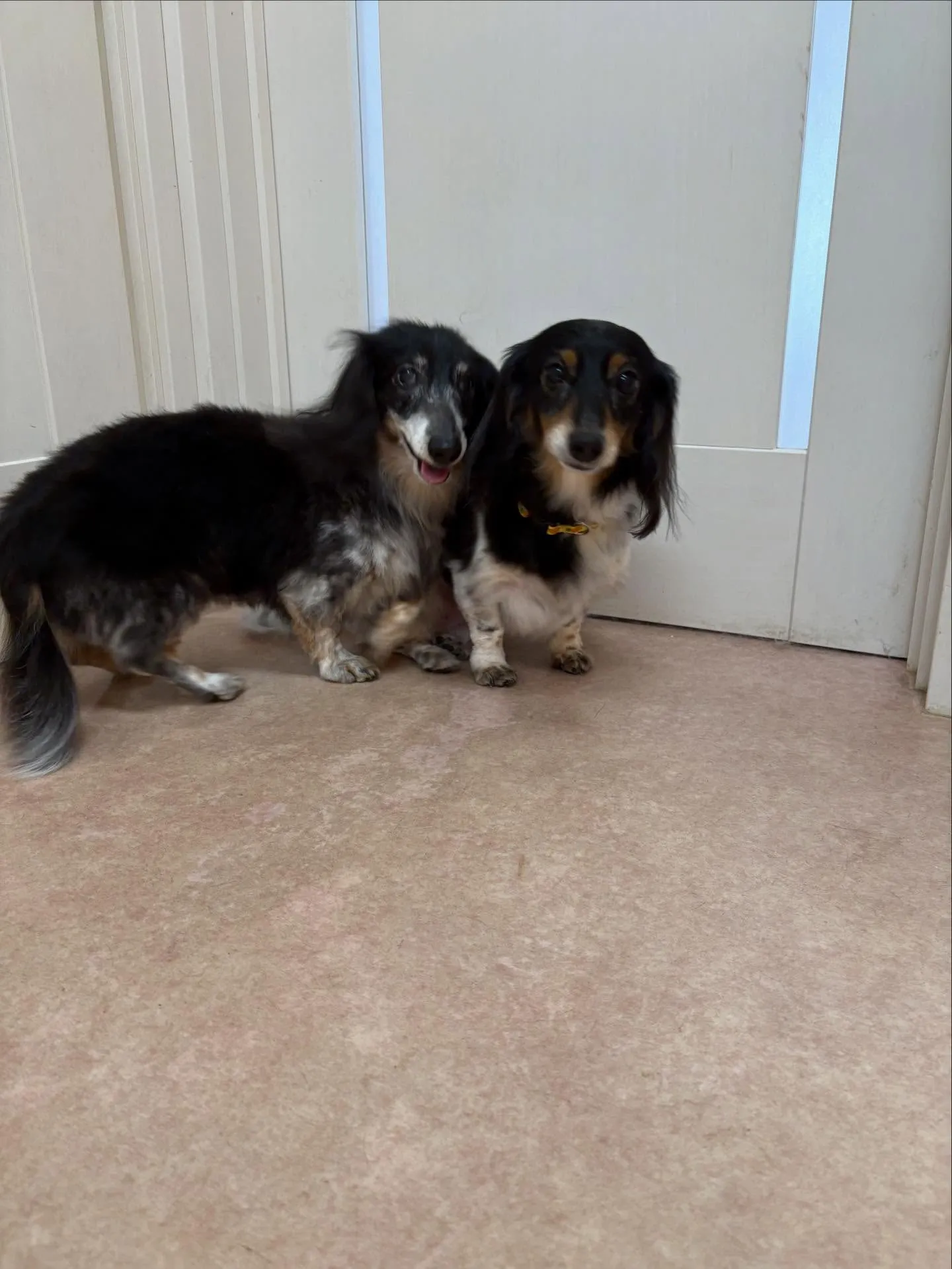 犬のトリミング✂️