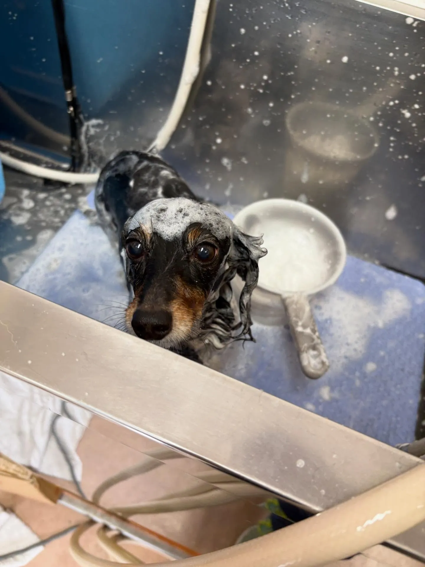 犬のトリミング✂️