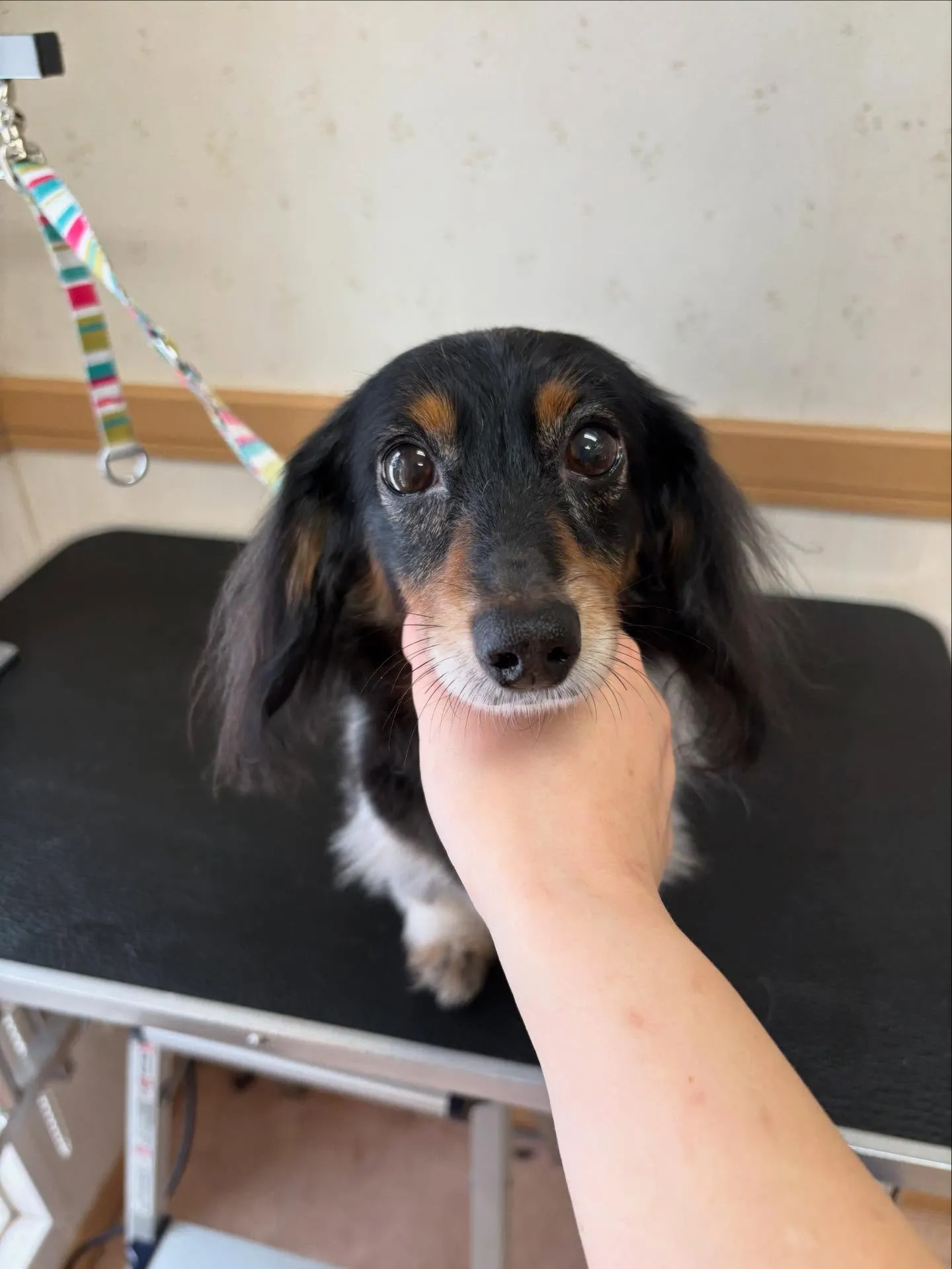 犬のトリミング✂️