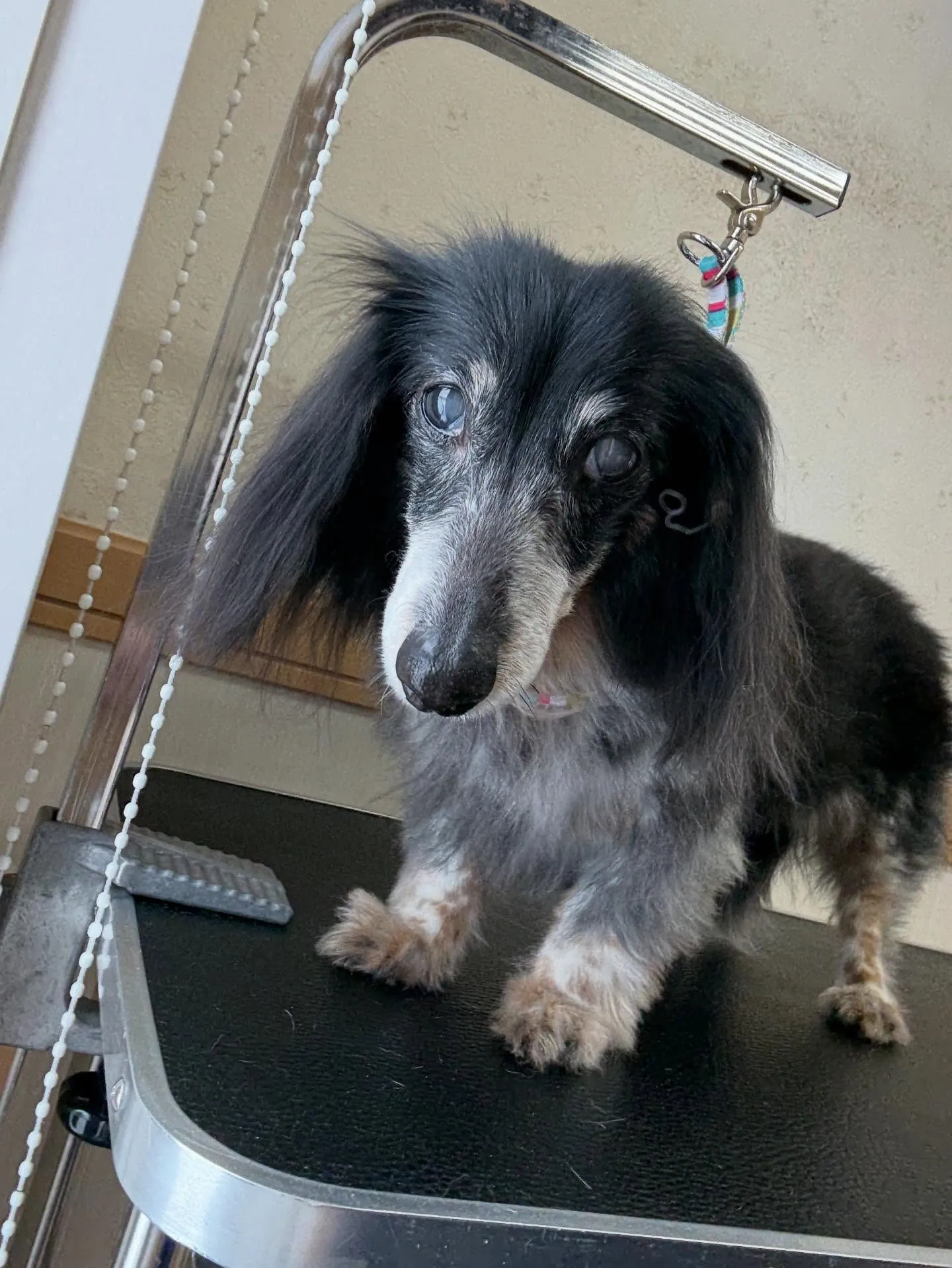 犬のトリミング✂️