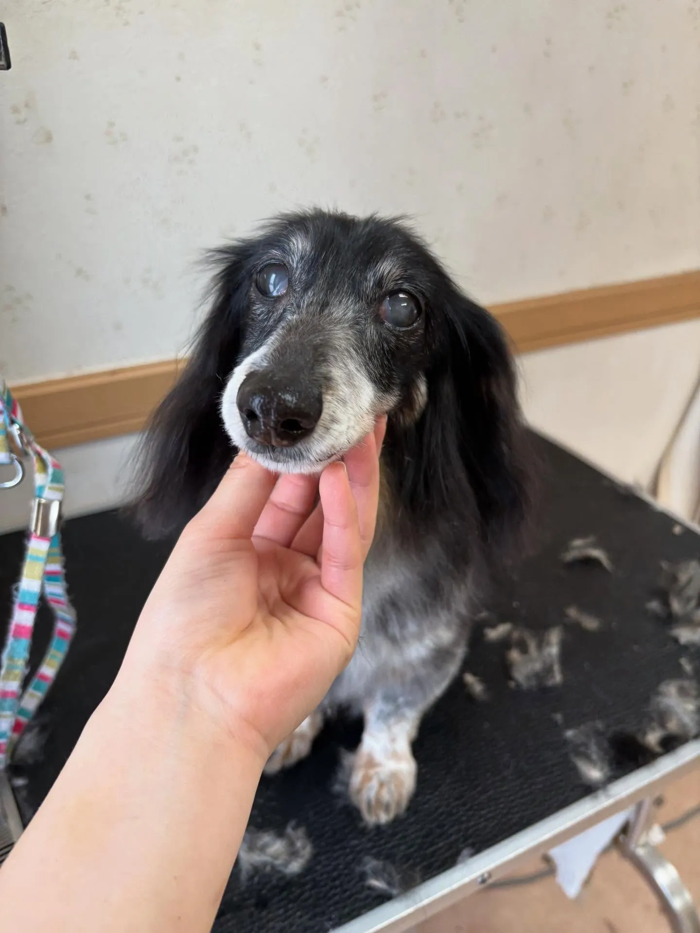 犬のトリミング✂️