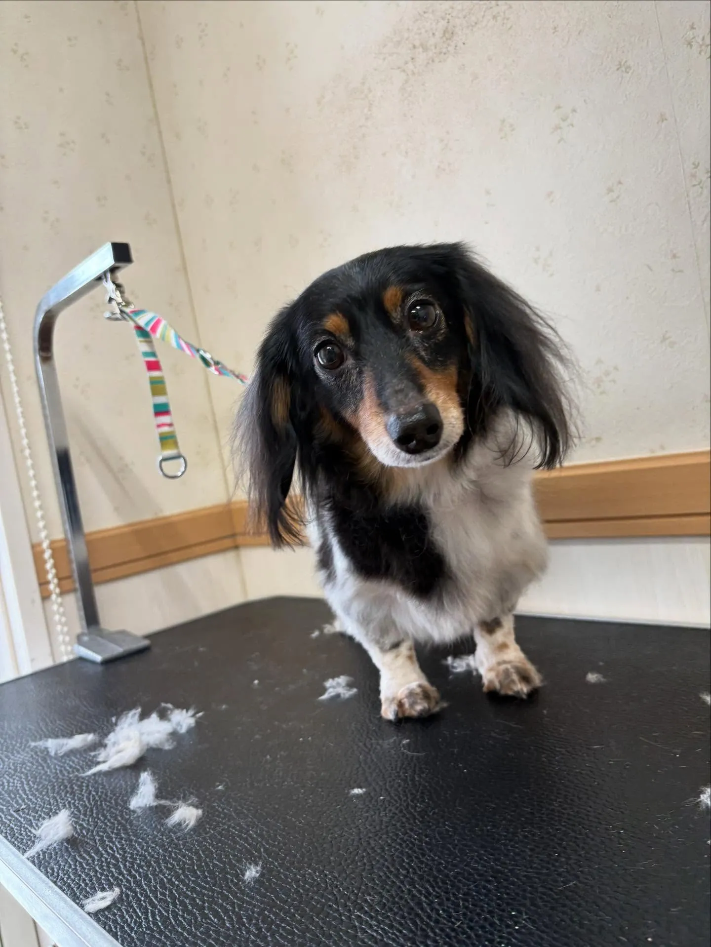 犬のトリミング✂️