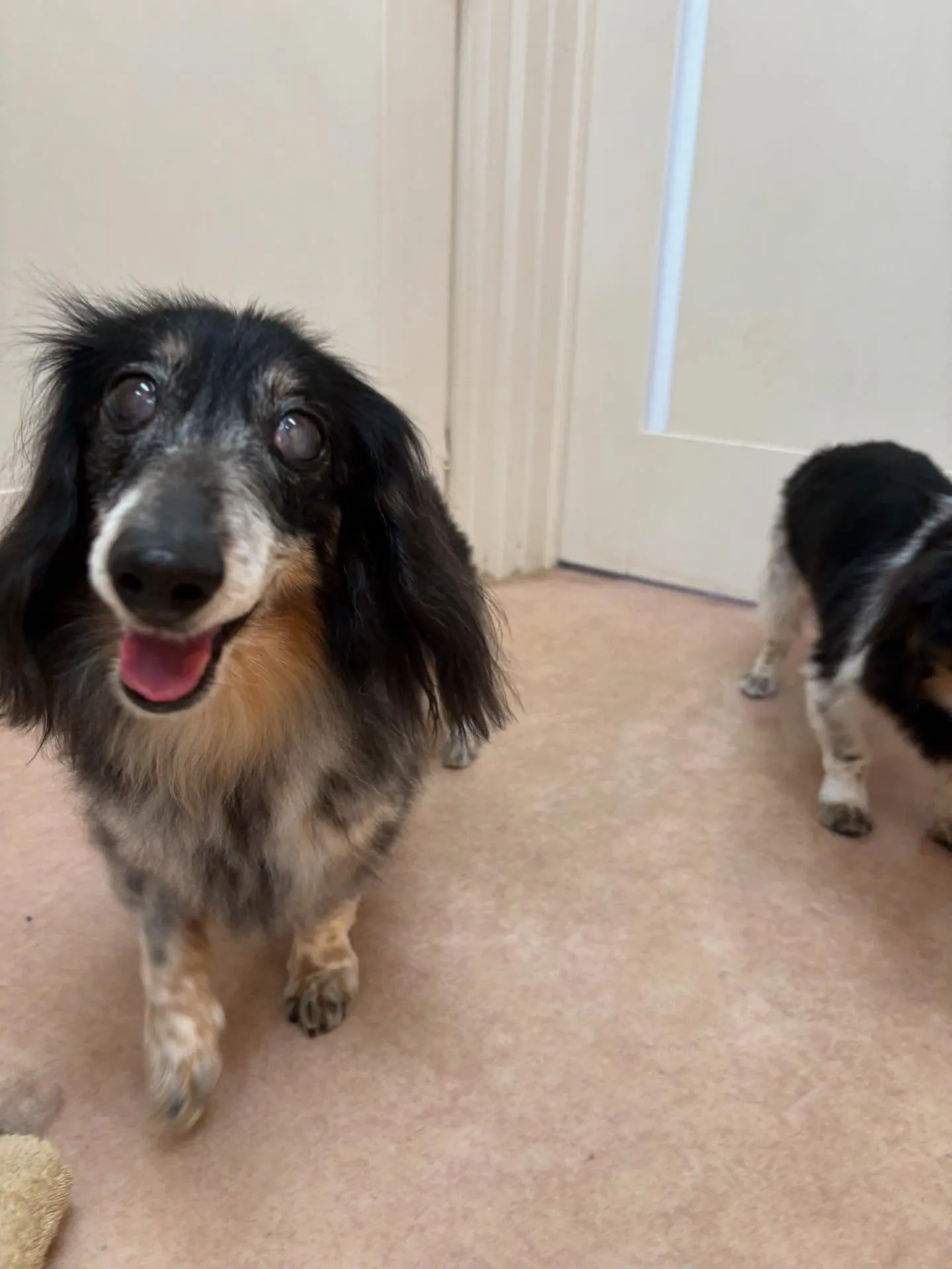 犬のトリミング✂️