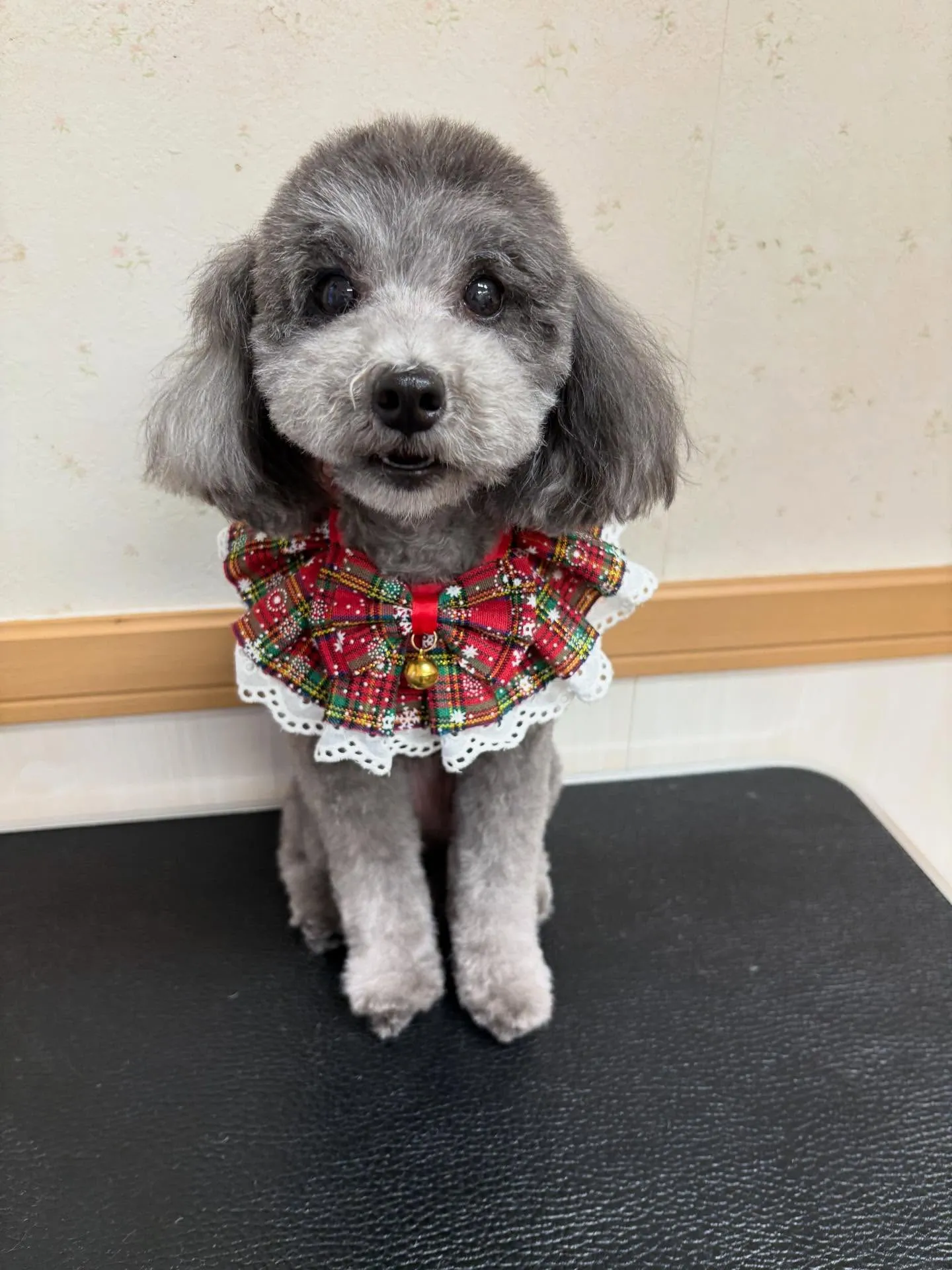 犬のトリミング✂️