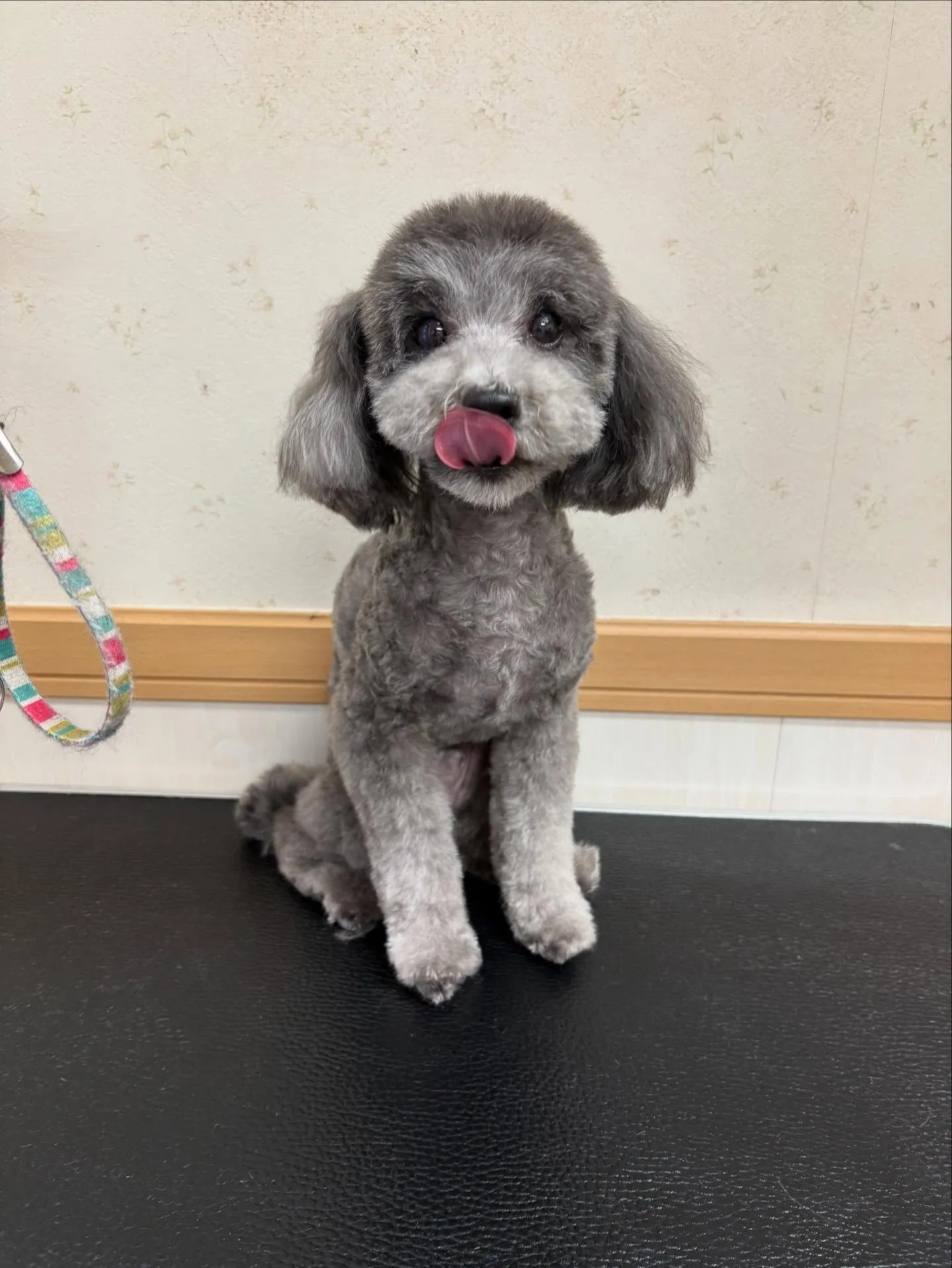 犬のトリミング✂️