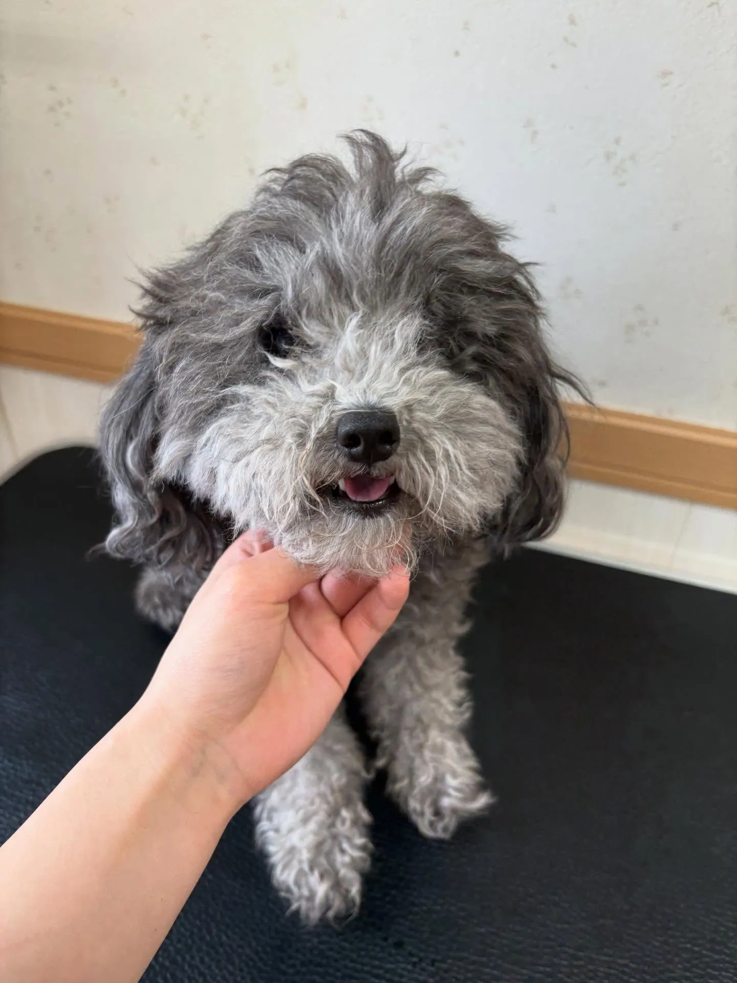 犬のトリミング✂️