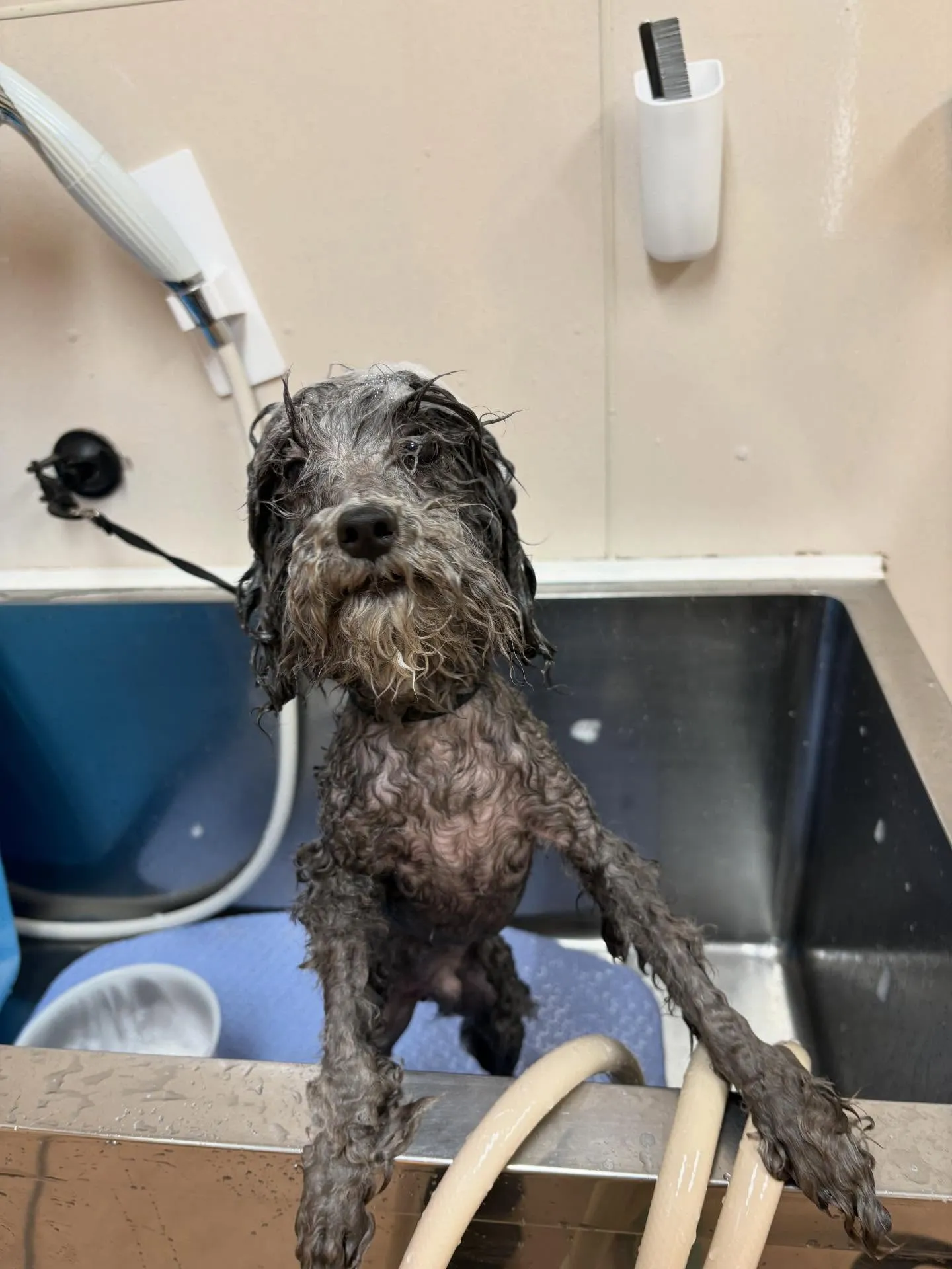 犬のトリミング✂️