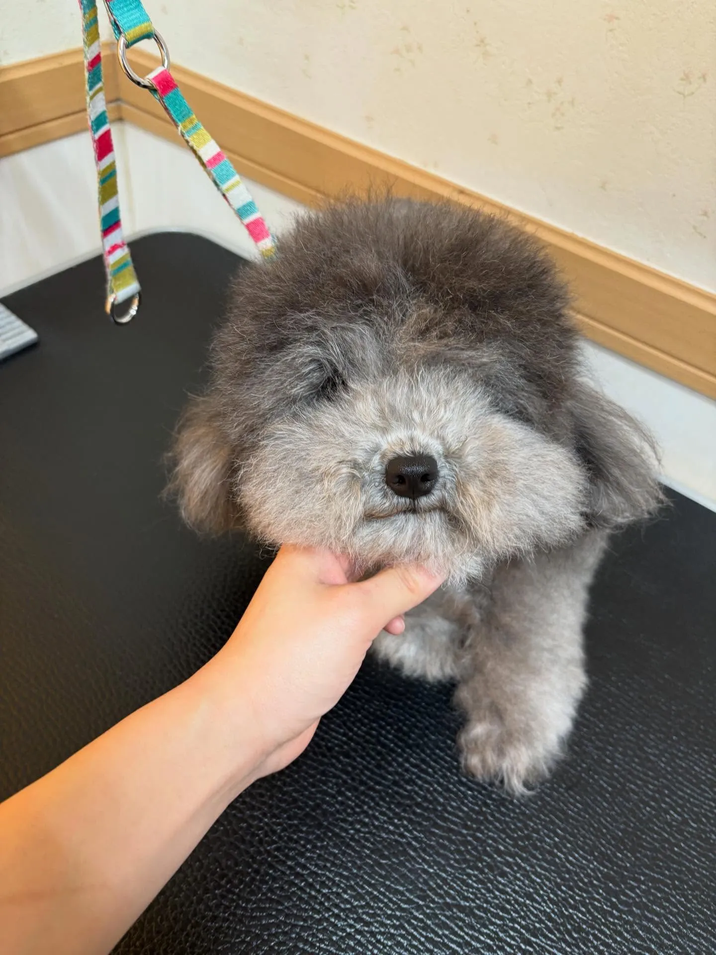 犬のトリミング✂️