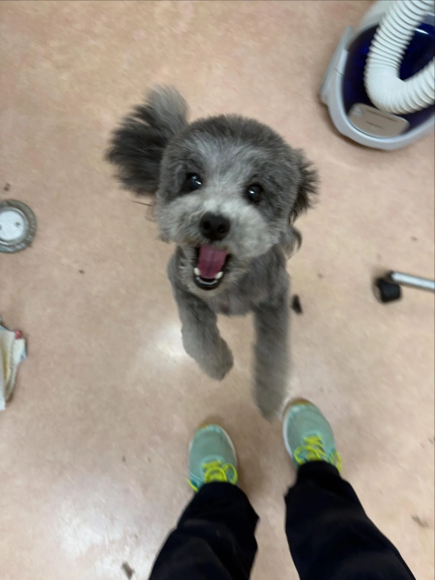 犬のトリミング✂️