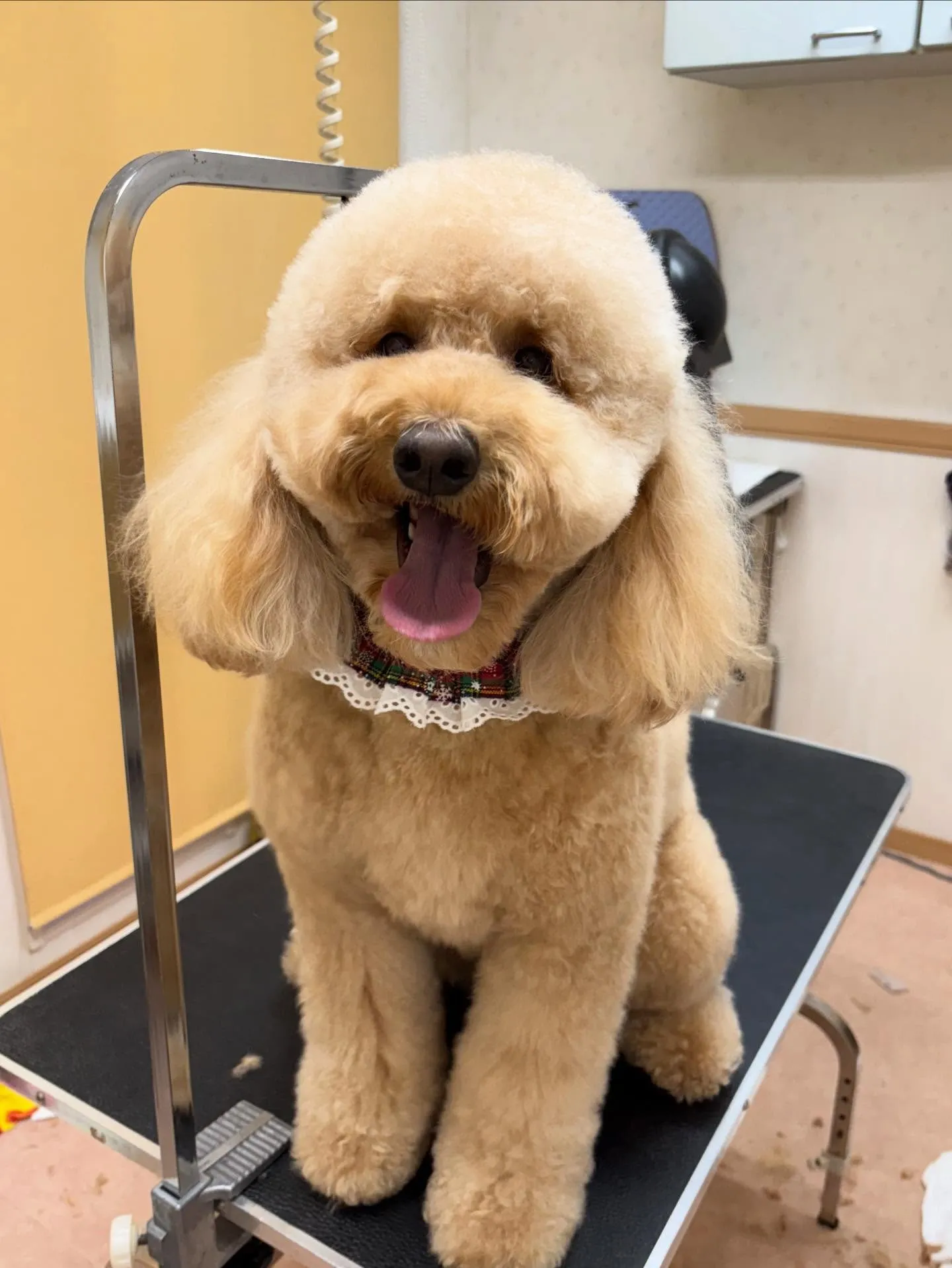 犬のシャンプー🫧