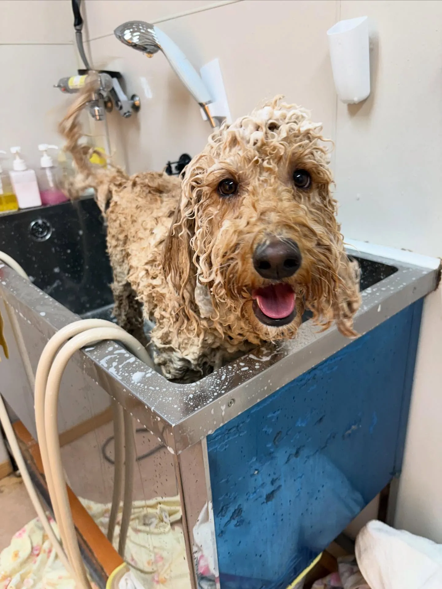 犬のシャンプー🫧