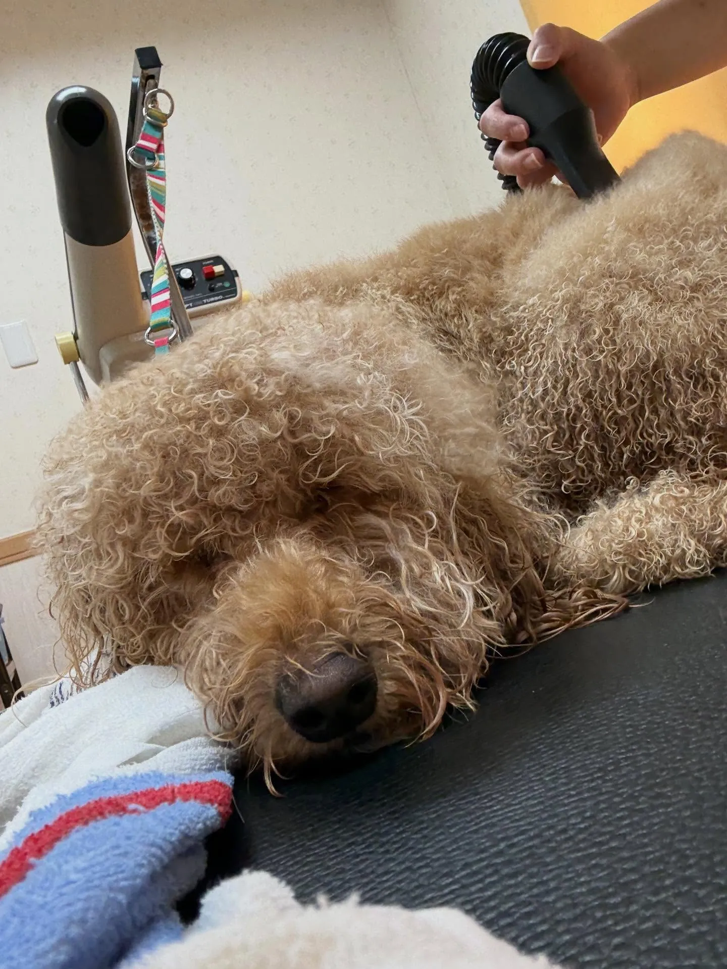 犬のシャンプー🫧